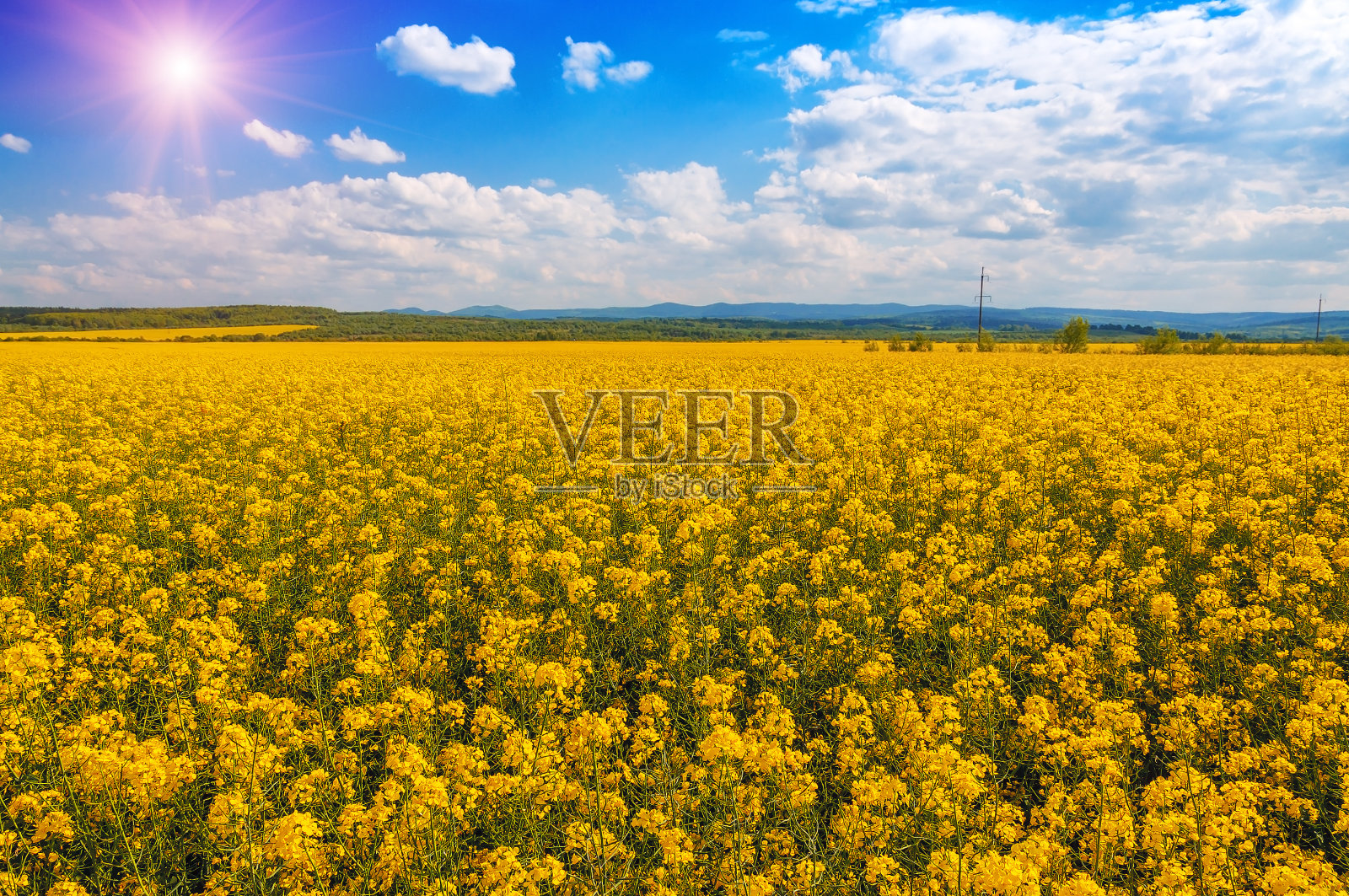 美丽的黄色油菜田照片摄影图片