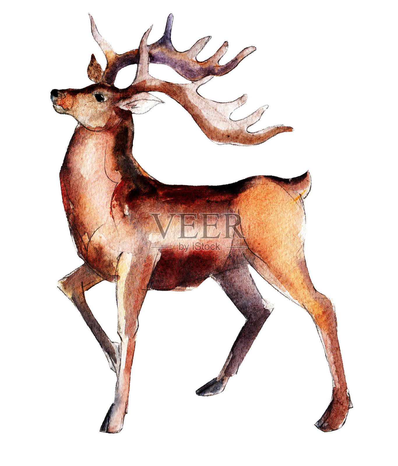 手绘古董鹿，水彩圣诞插图孤立在白色的背景。插画图片素材