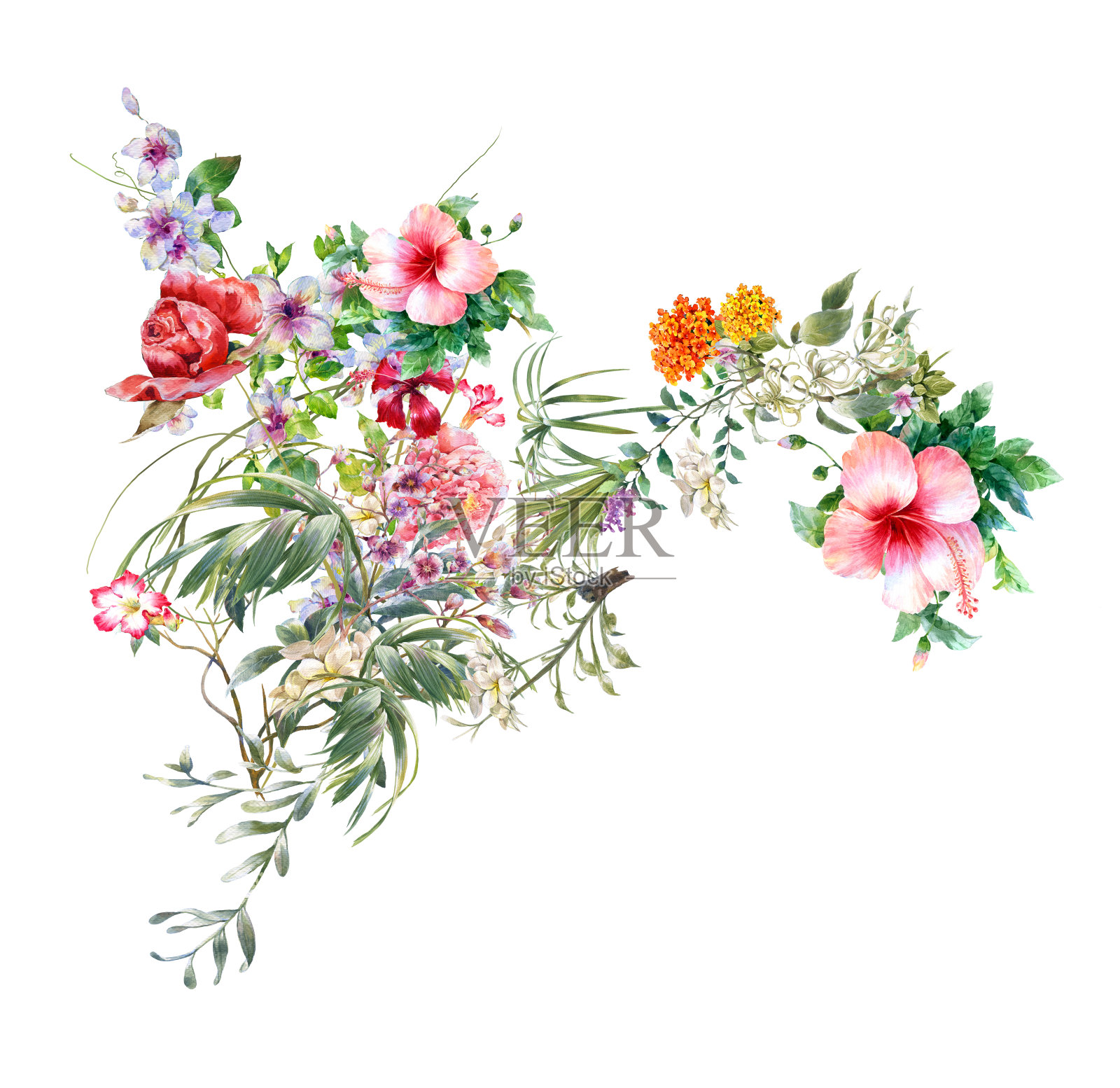 水彩画的叶子和花，在白色的背景插画图片素材