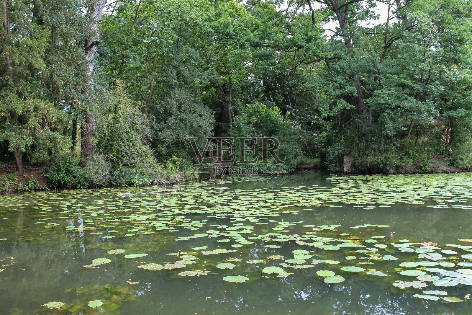 公园池塘里的黄色睡莲照片摄影图片