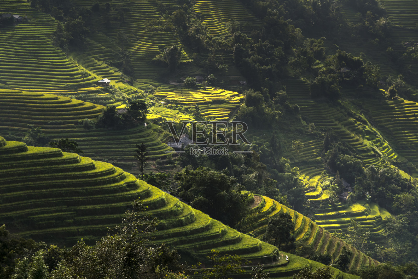 阶地字段。越南哈江省黄苏皮镇的收割季节照片摄影图片