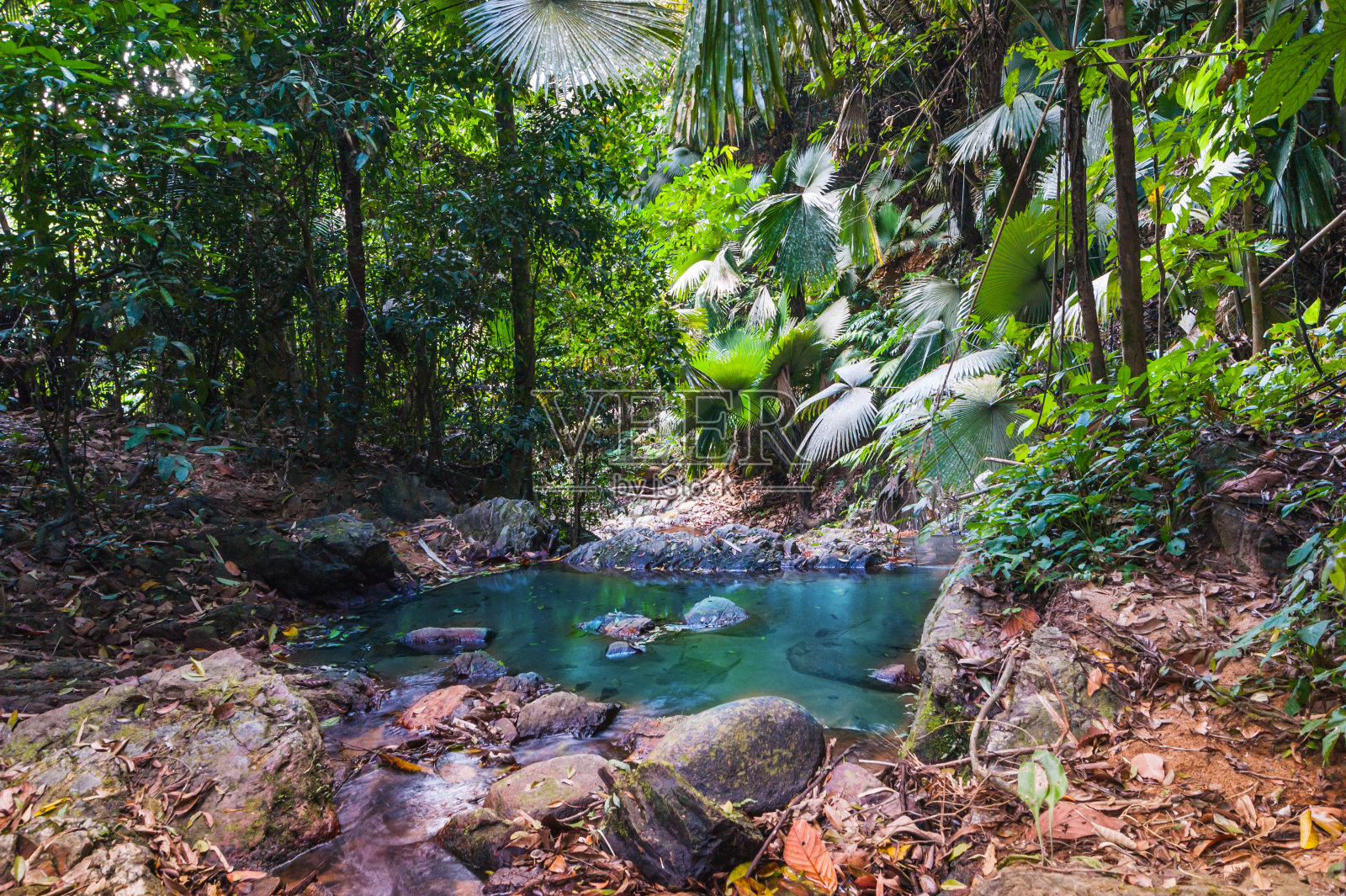 东南亚的热带丛林照片摄影图片