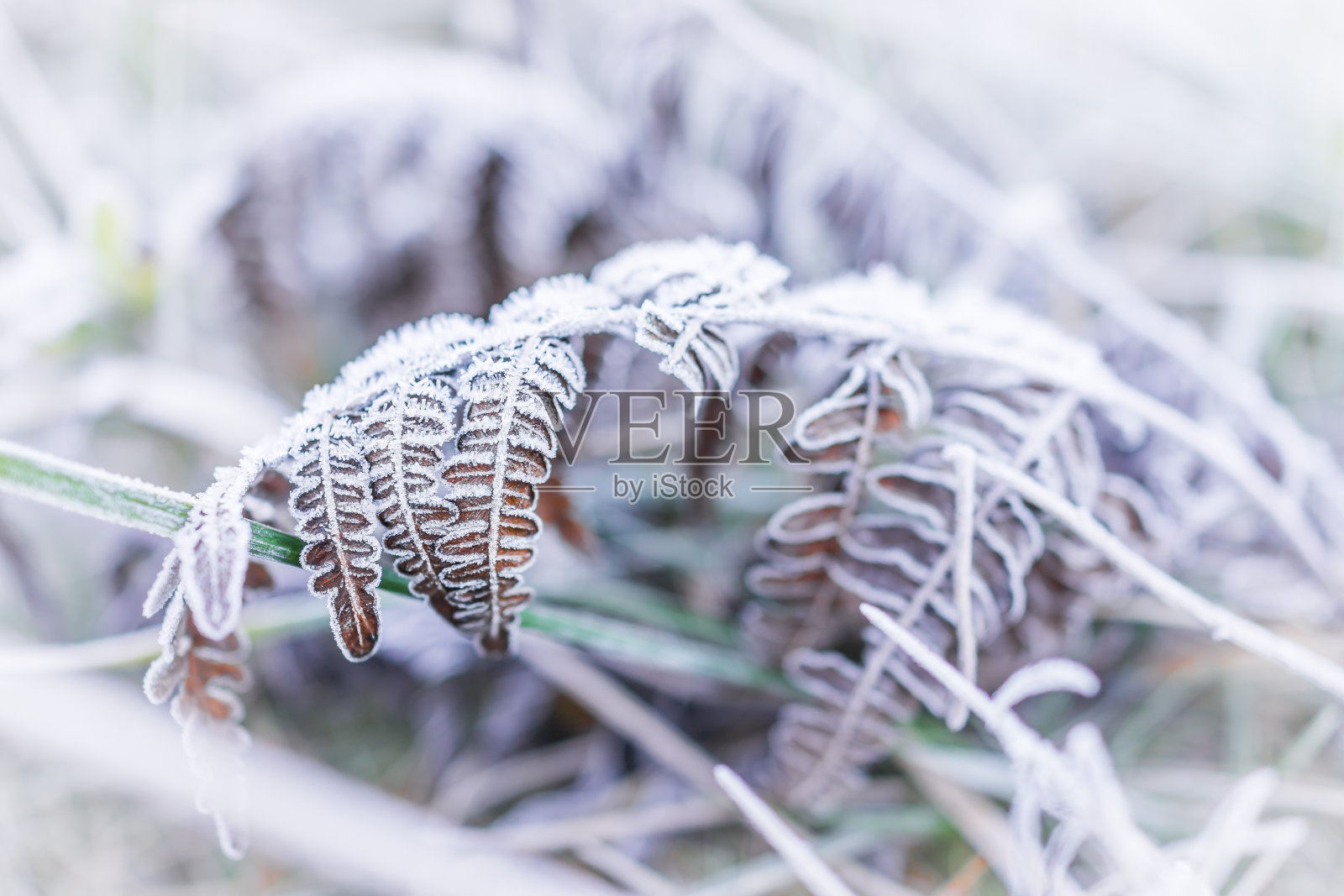在早晨的雪中在棕色蕨类树枝叶子植物上霜冰晶的微距特写照片摄影图片