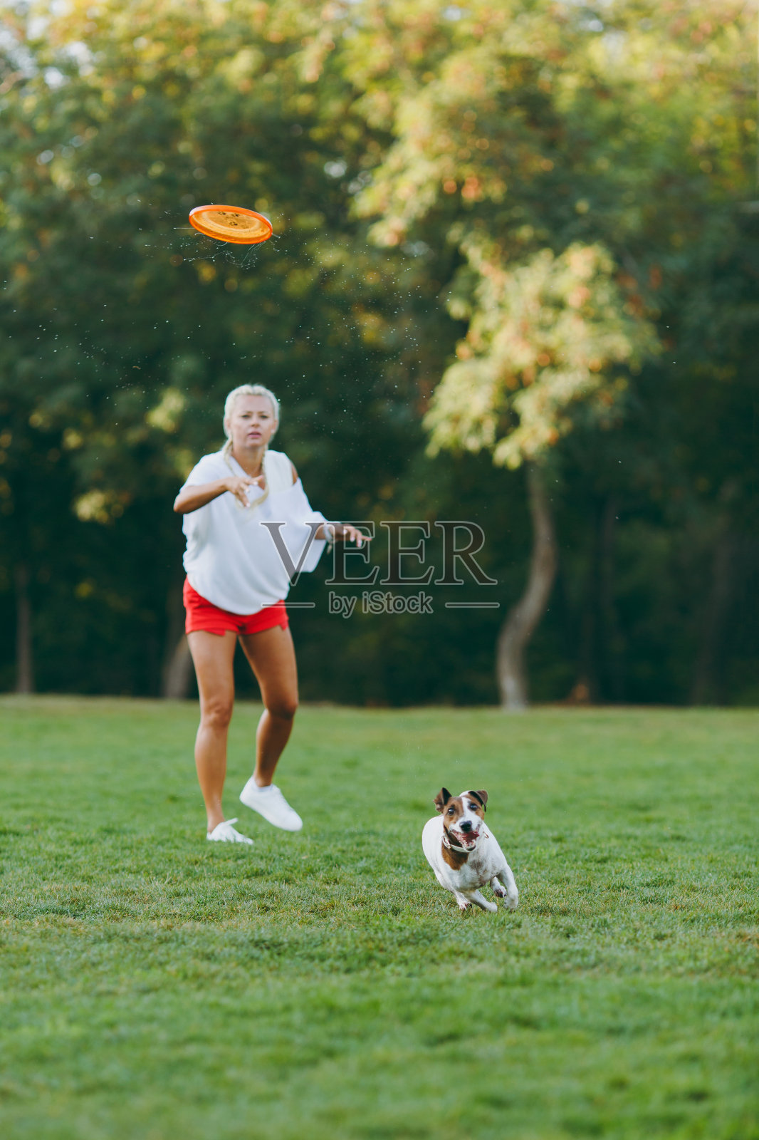 女人把橙色的飞盘扔给小狗，小狗在绿色的草地上抓住了它。小杰克罗素梗宠物在户外公园玩。狗和主人在户外。动物在运动背景。照片摄影图片