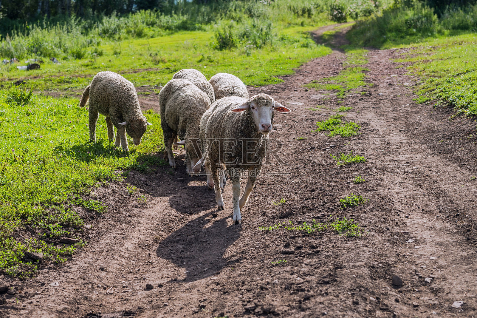 四季。绵羊在路上，在一个阳光明媚的日子照片摄影图片