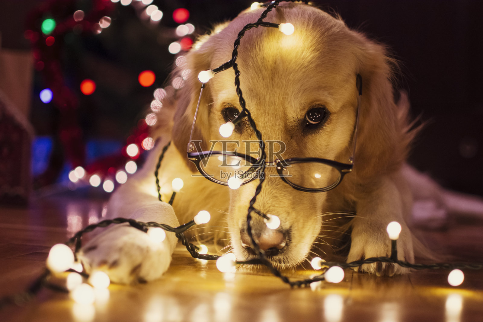 圣诞期间的淘气狗照片摄影图片