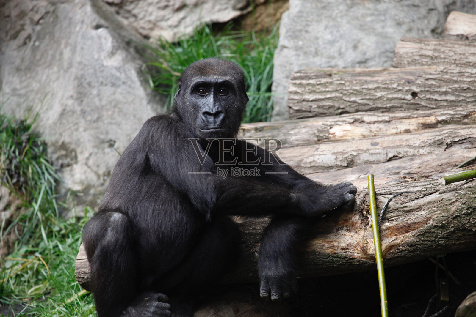 矮黑猩猩照片摄影图片