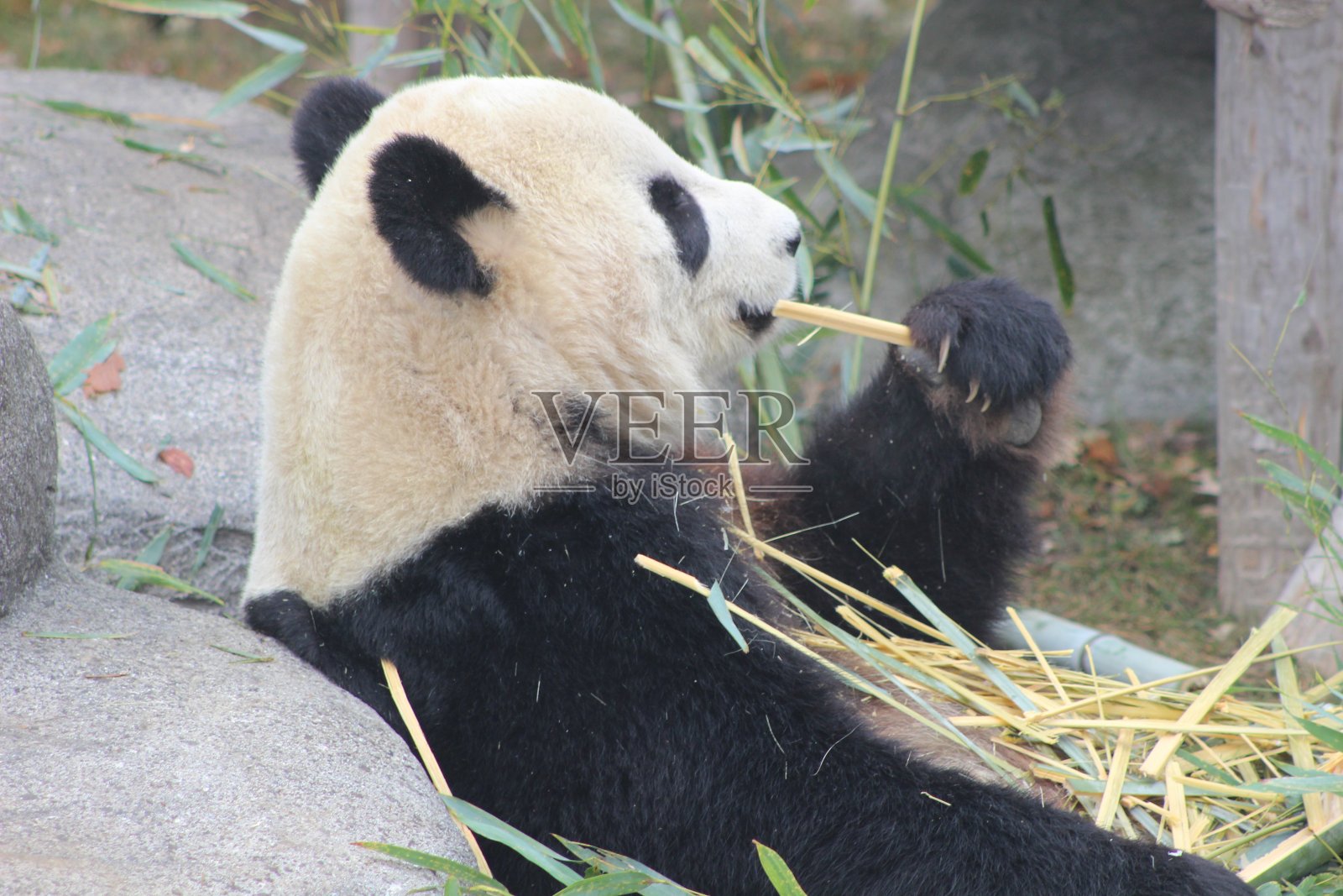 大熊猫吃竹子濒危熊照片摄影图片