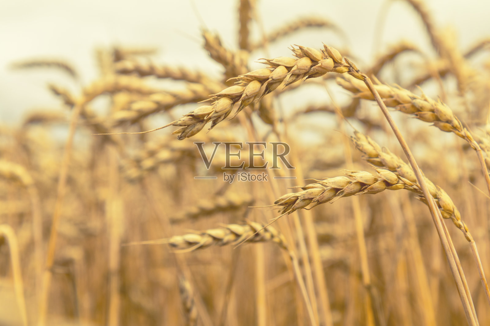农业零碎的麦田全景图。熟透的小麦和野花特写。景深浅。健美的。照片摄影图片