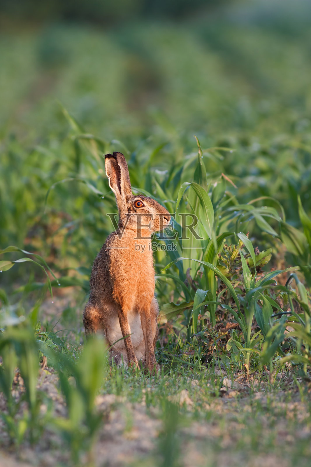 欧洲棕色野兔，欧洲兔照片摄影图片