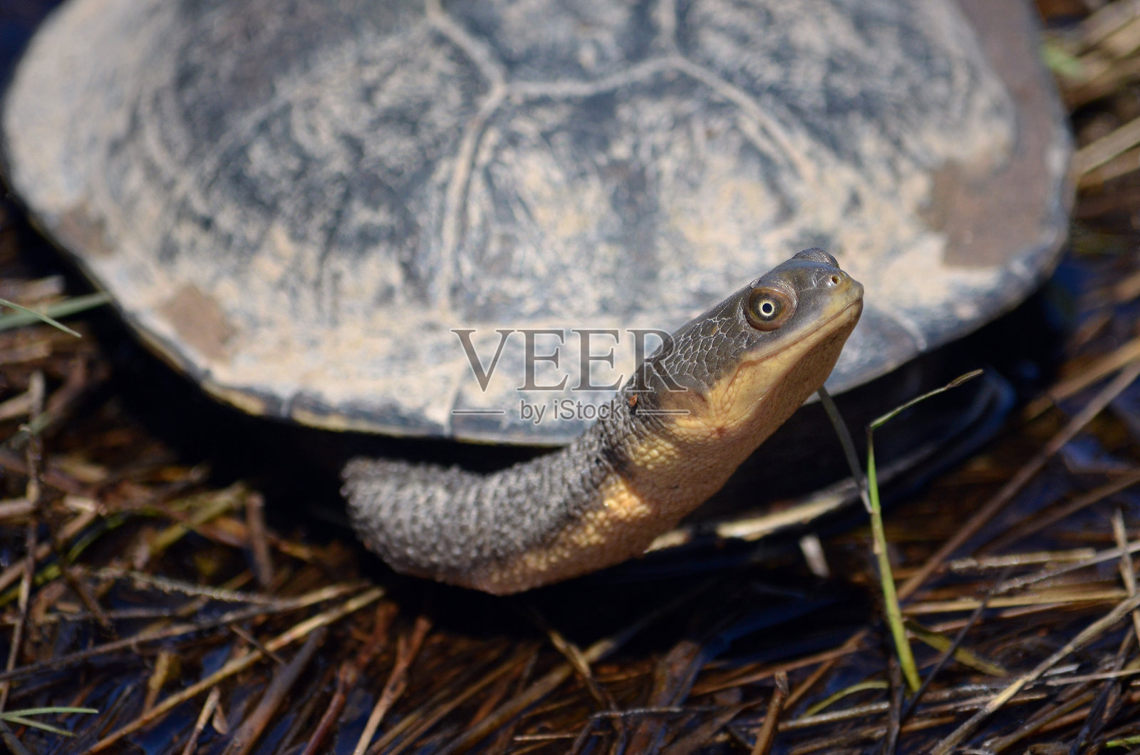 澳大利亚东部长颈龟照片摄影图片