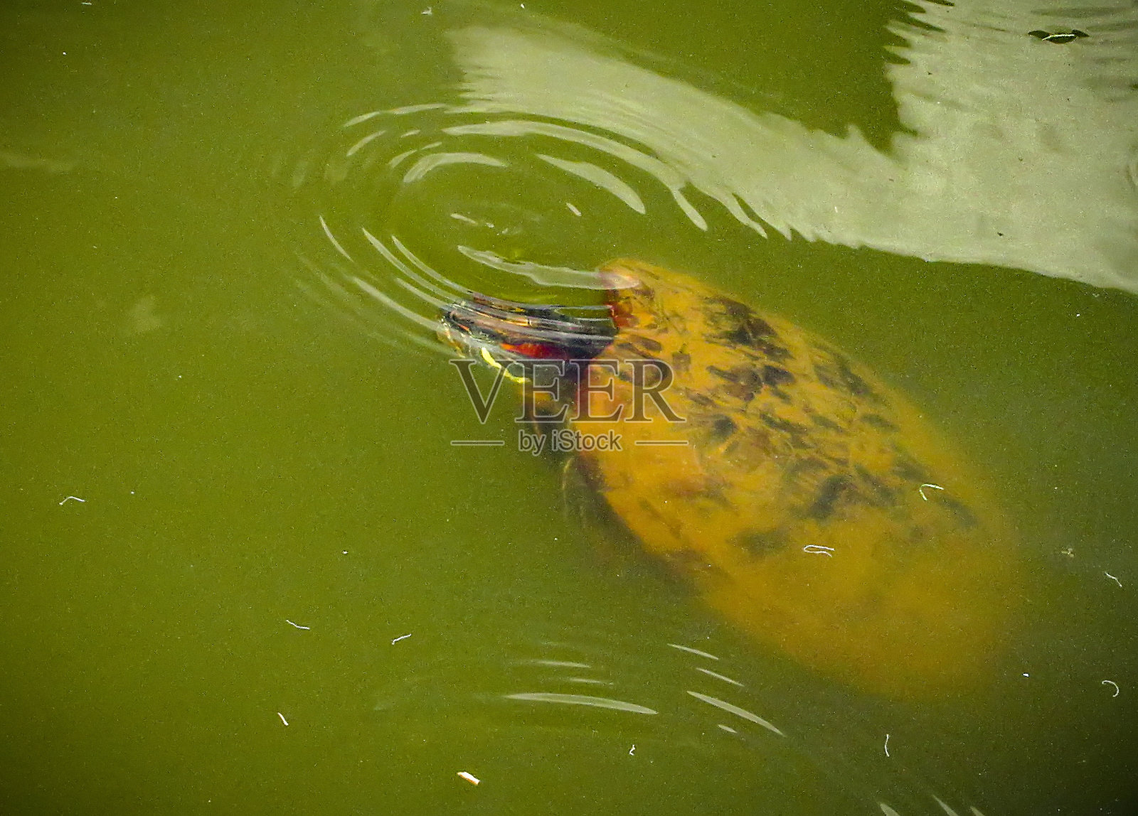 黑腹滑龟(道比尼)，也被称为德奥比尼滑龟，潜水和游泳照片摄影图片
