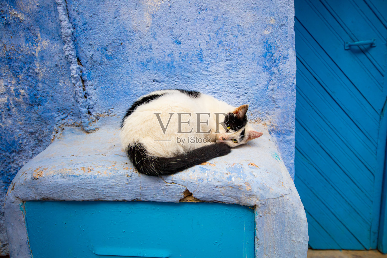 生活在Chefchaouen的猫照片摄影图片