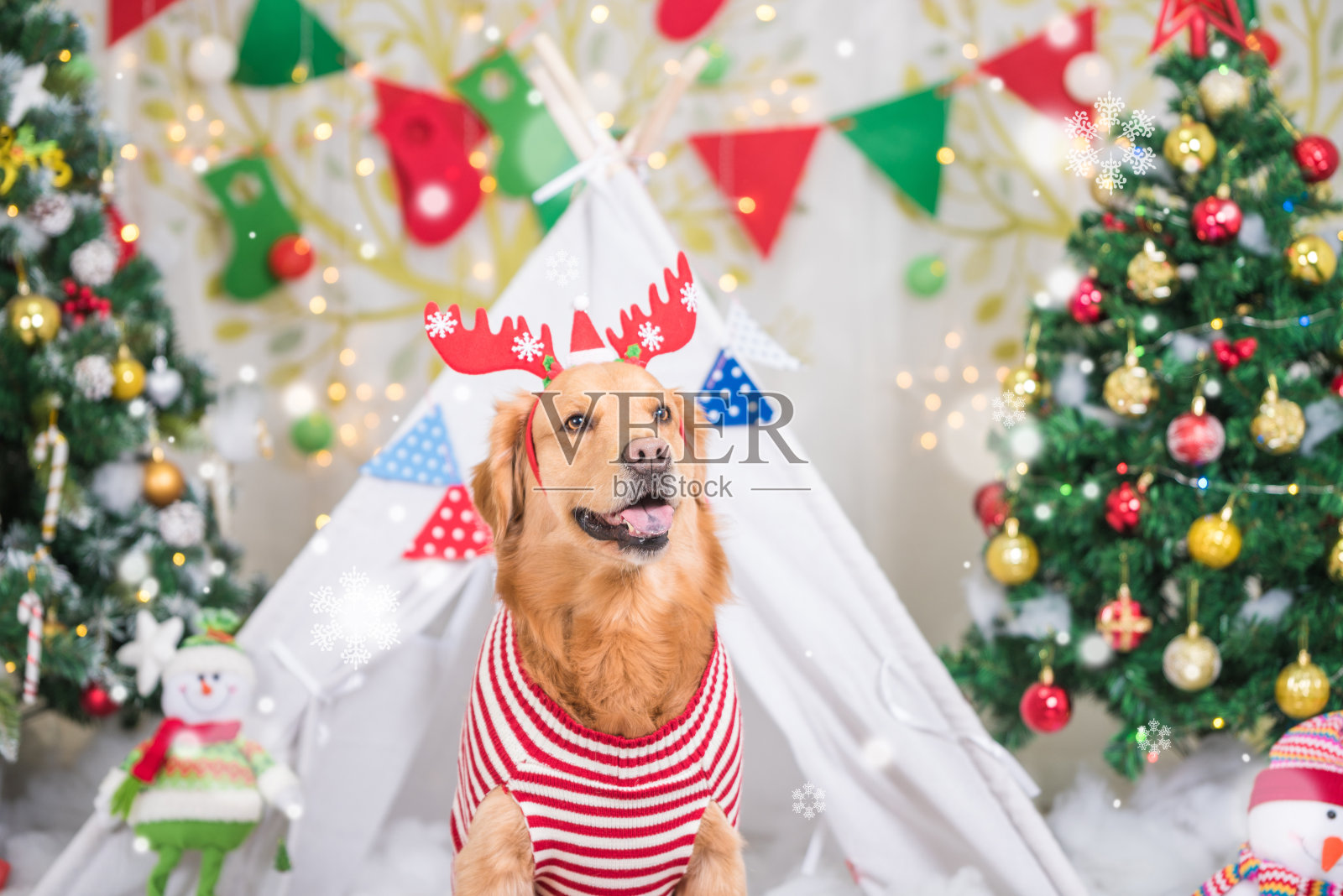 圣诞背景下的金毛寻回犬照片摄影图片
