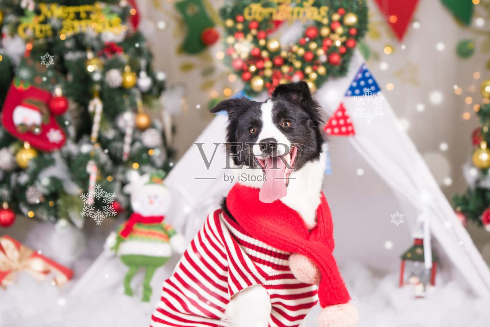 一只边境牧羊犬在圣诞节的背景照片摄影图片