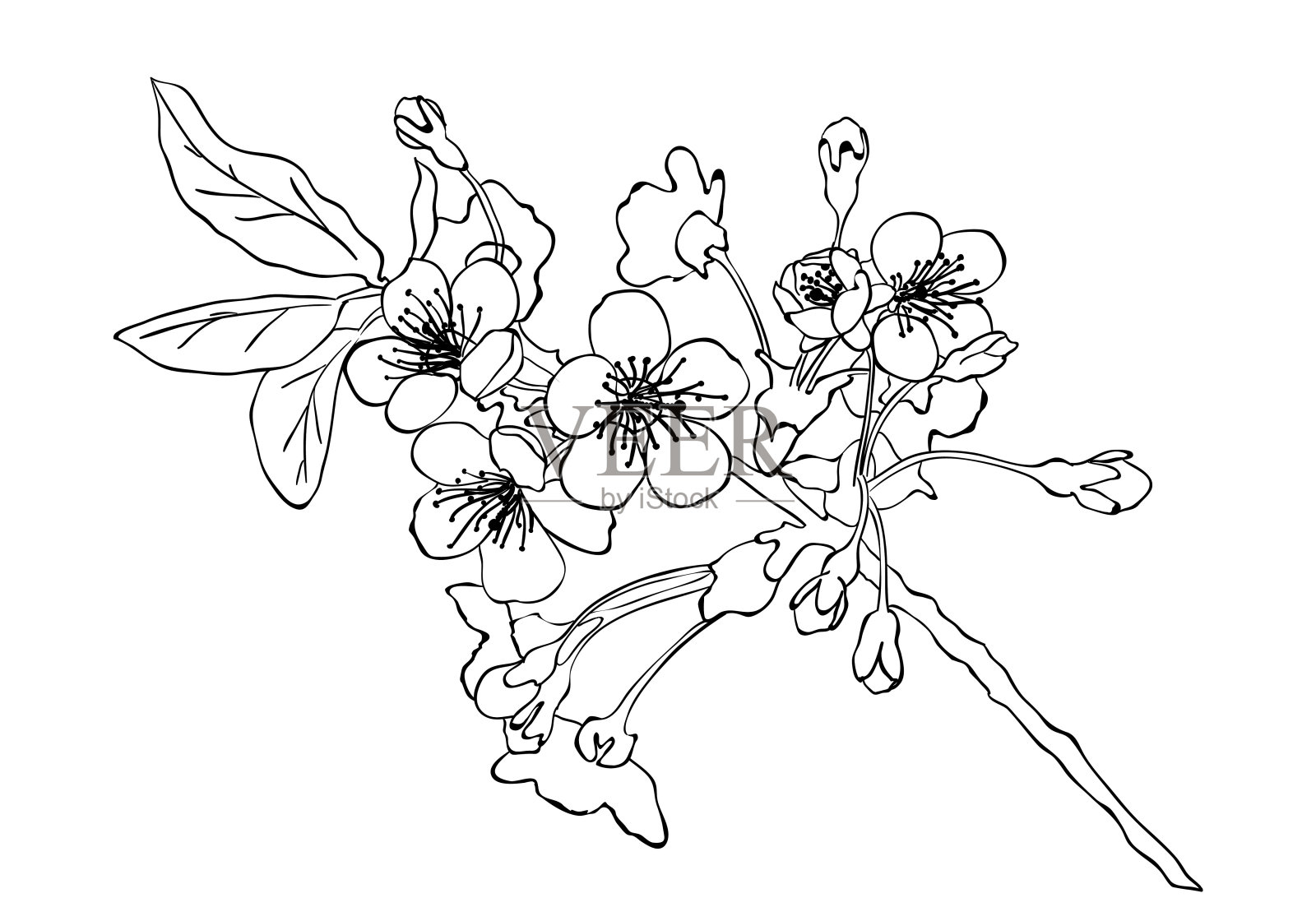 手绘樱花插花。花卉装饰设计元素。插画图片素材