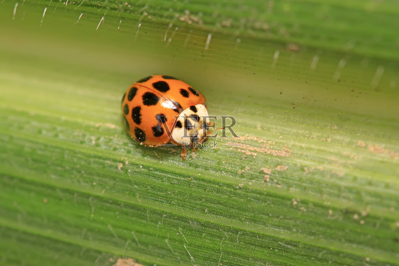 异色瓢虫在野生植物上的应用照片摄影图片
