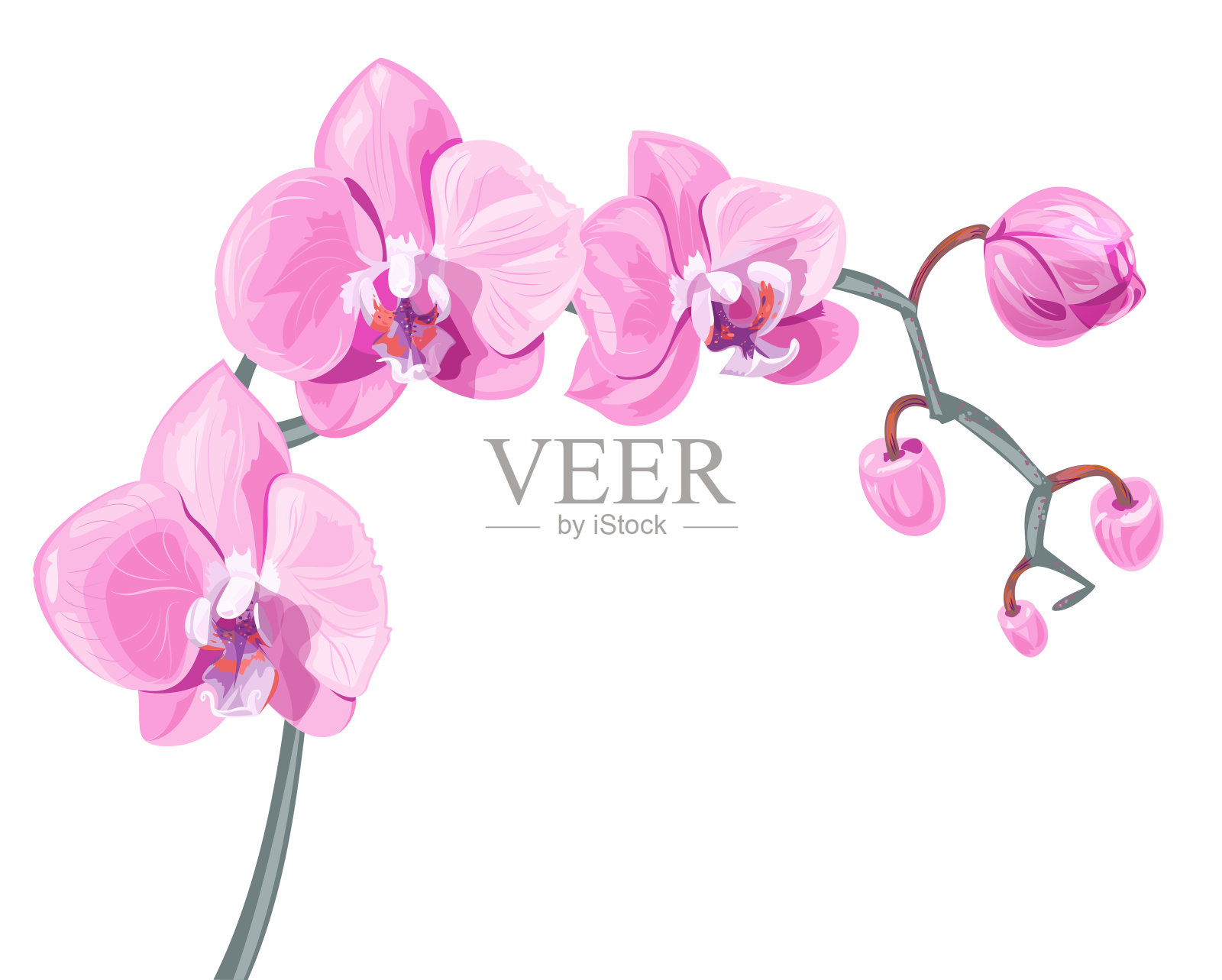 蝴蝶兰，粉红色，红色的花与橙色和小圆点，绿色的茎和叶在白色的背景，数字绘制热带植物，现实的矢量植物插图设计插画图片素材