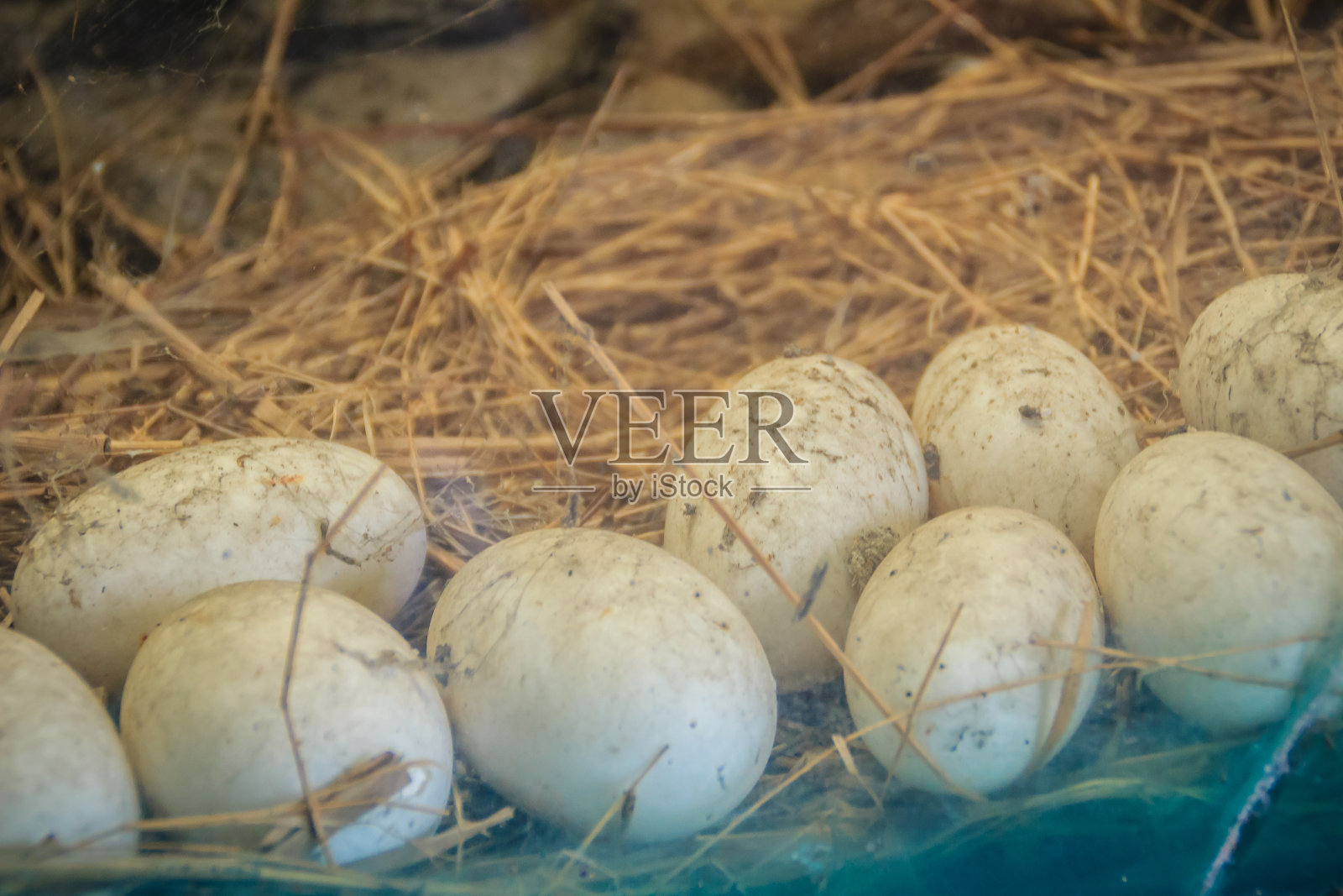 稻草窝里的白鳄鱼蛋。照片摄影图片