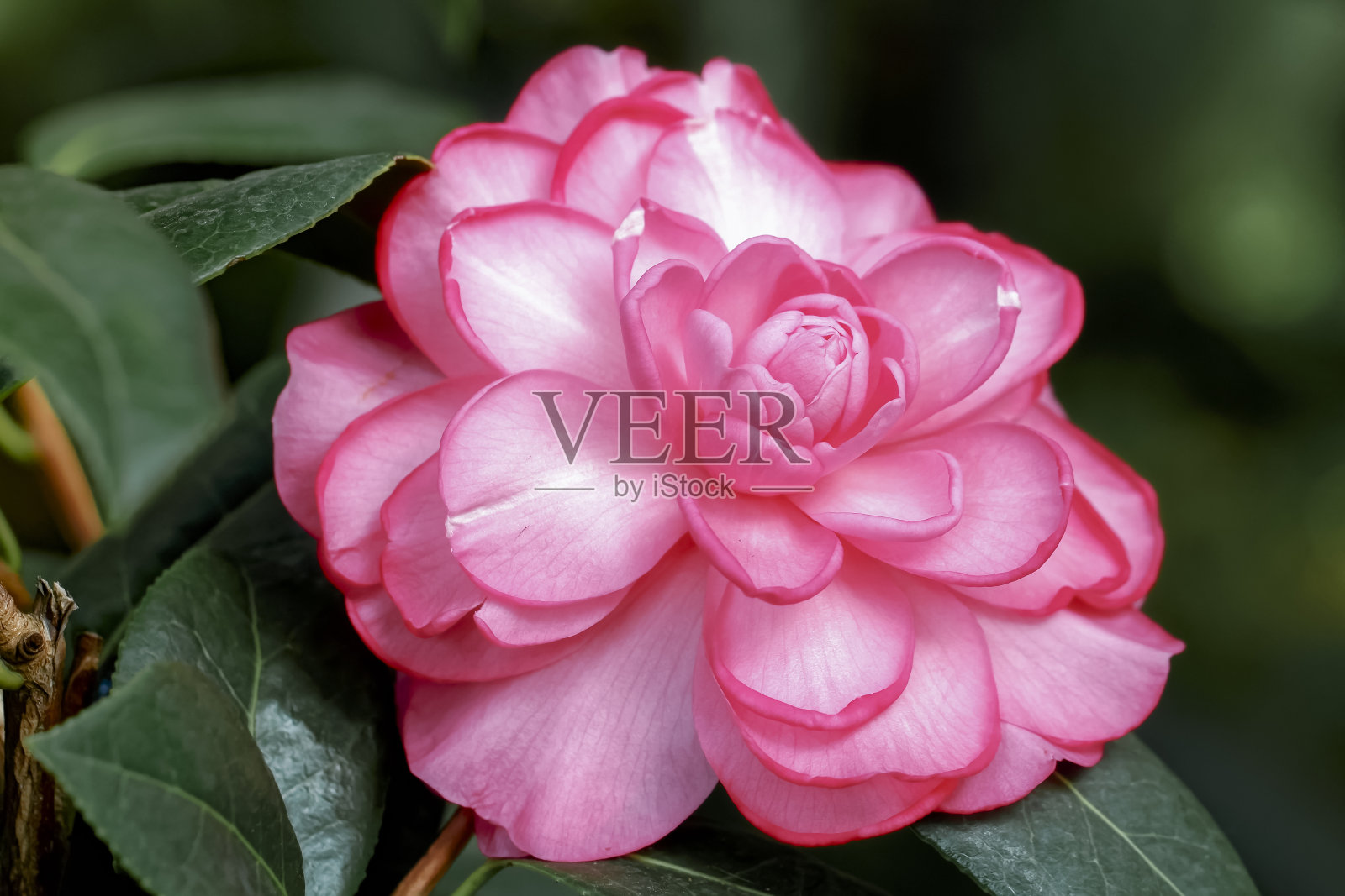 Rosa Kamelie - Camellia x williamsii“梦之船”照片摄影图片