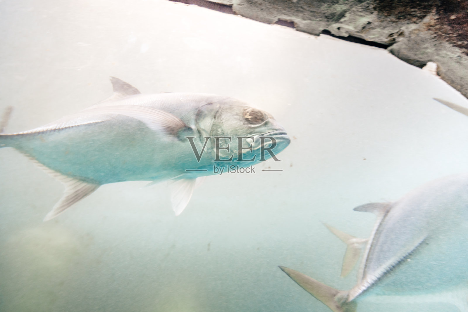 玻璃玻璃后面的热带鱼类照片摄影图片