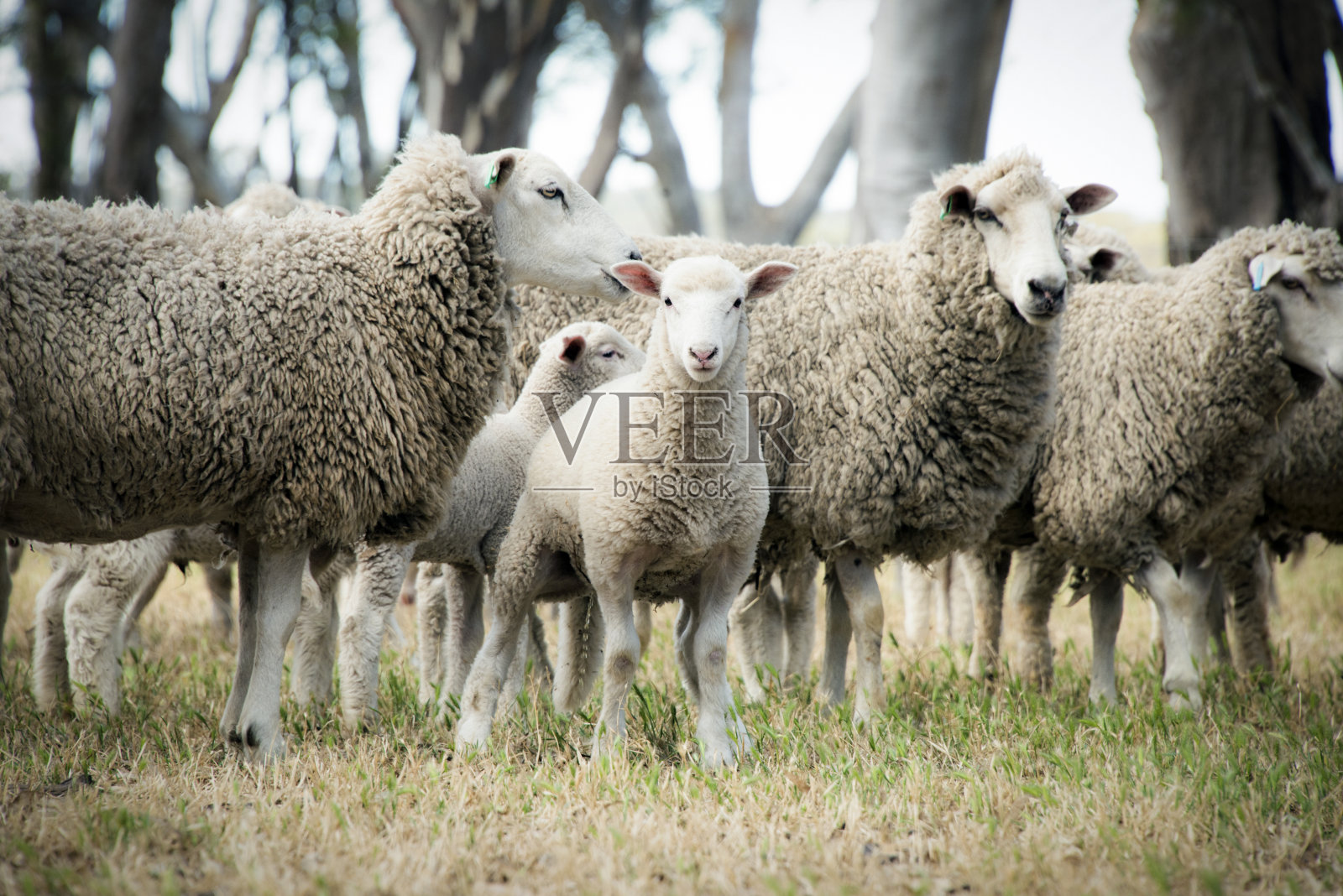羊群中的羔羊照片摄影图片