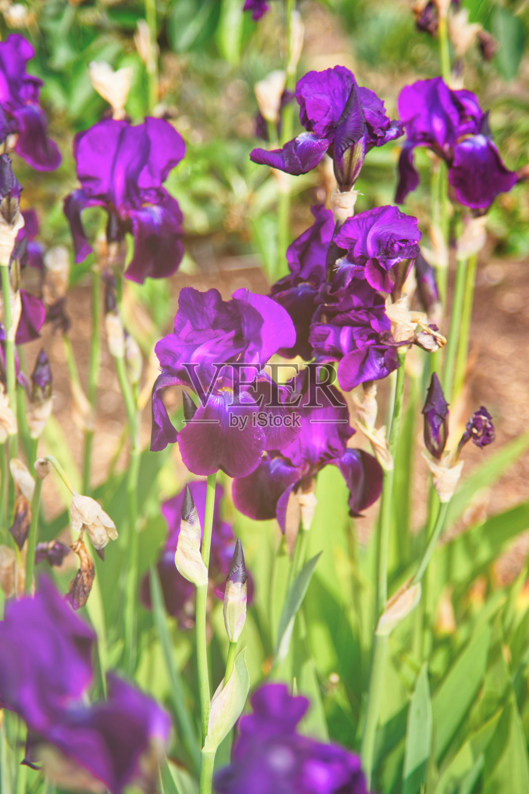 英国奥德利厨房花园的紫鸢尾照片摄影图片