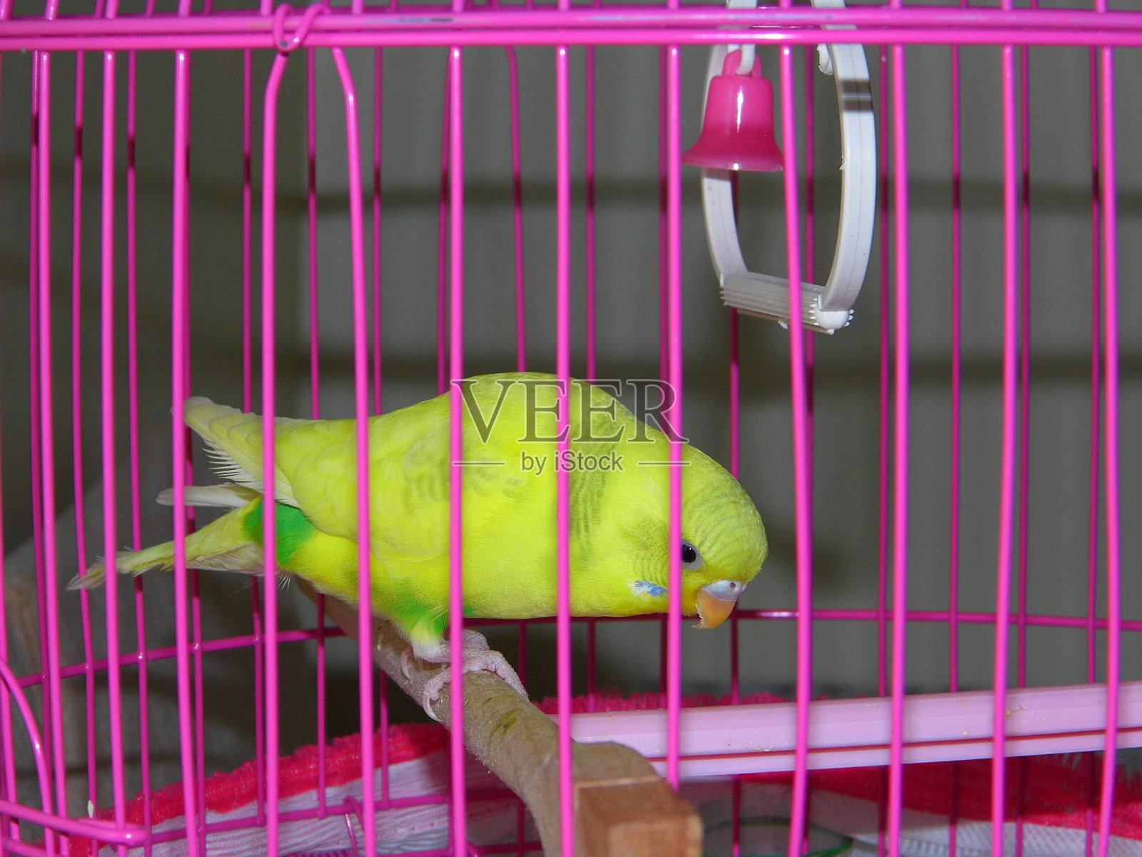 笼子里养着五颜六色的金丝雀，房内养着白色和黄色的金丝雀，照片摄影图片