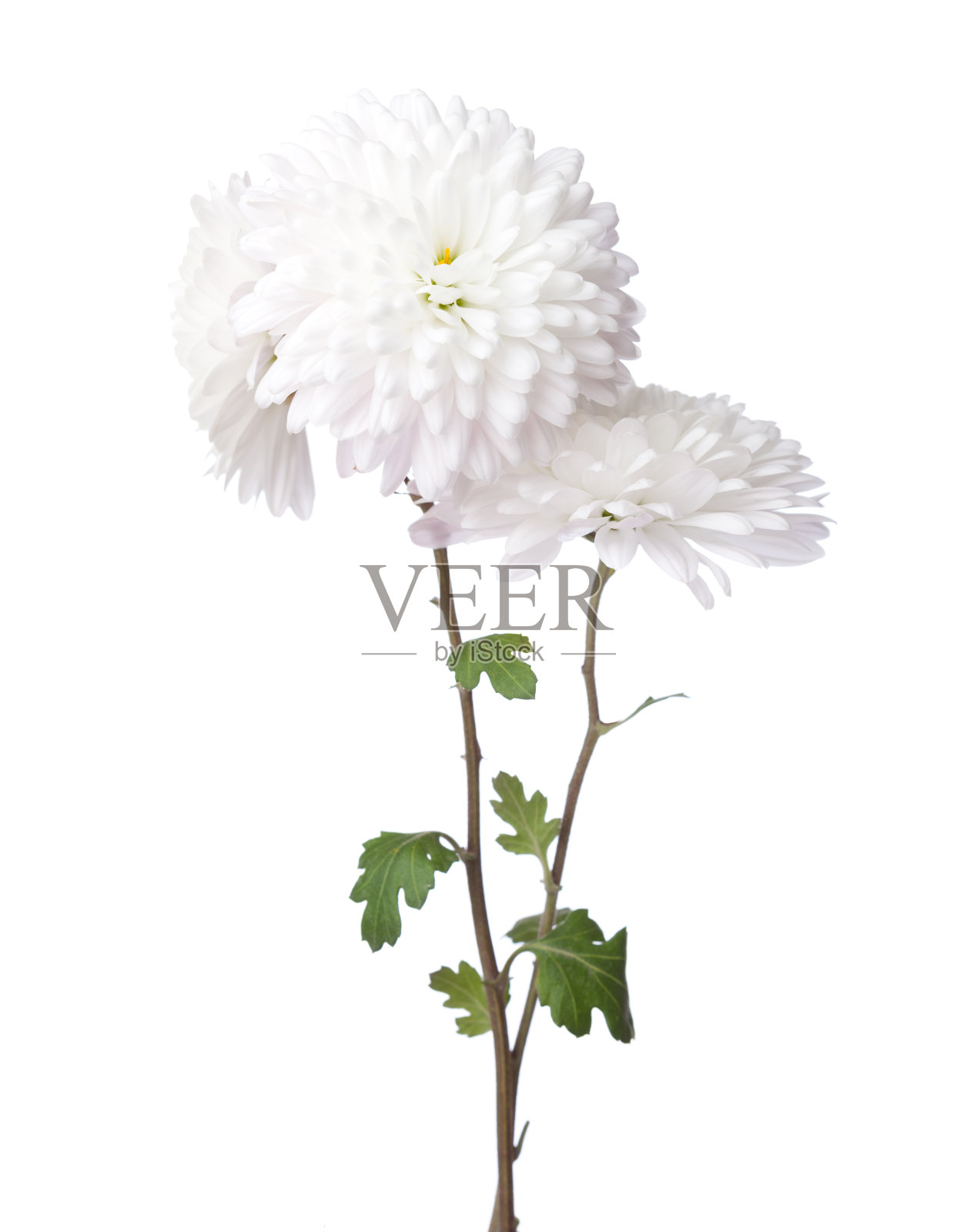 孤立的菊花在白色背景上。照片摄影图片