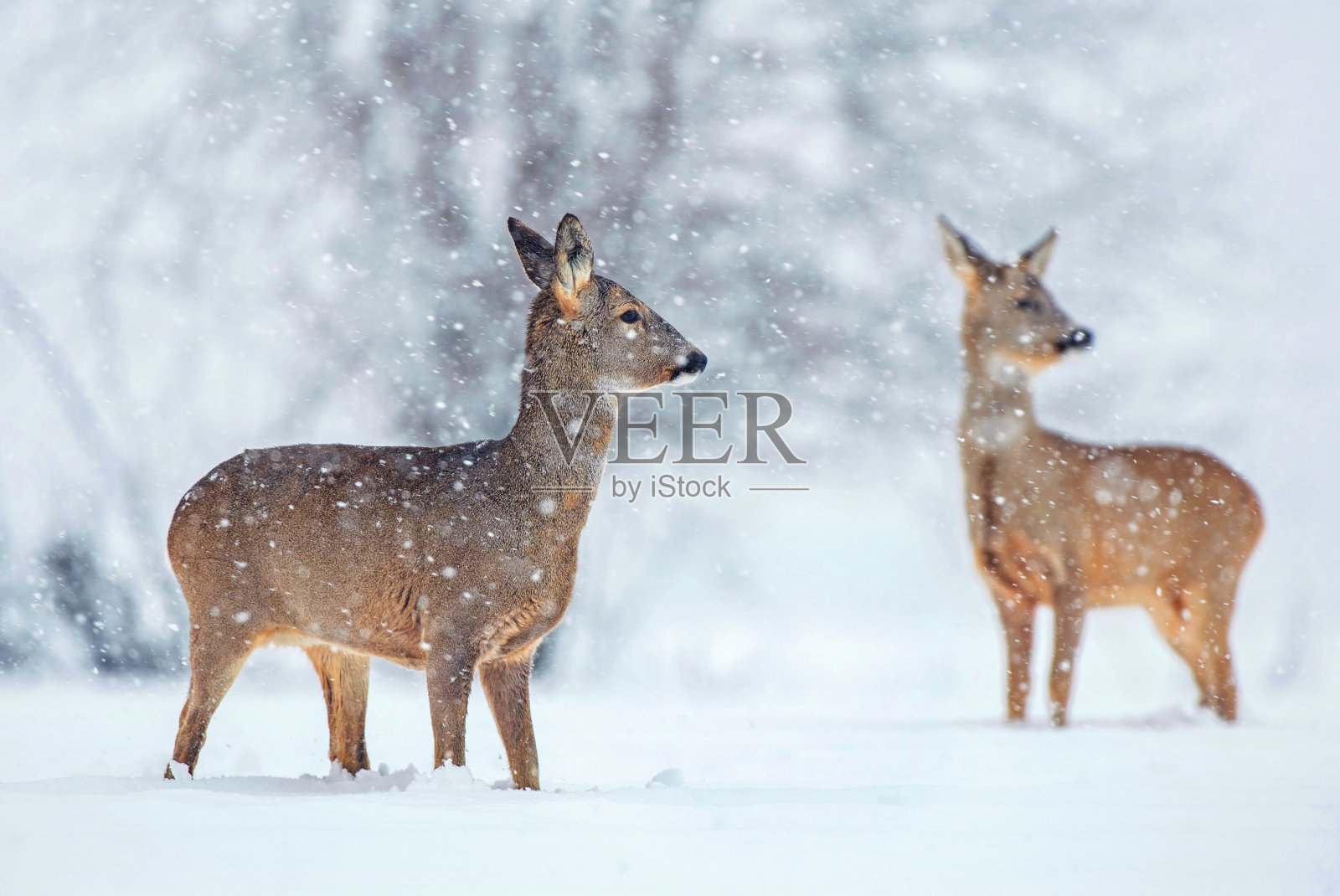 雪景中的野生狍照片摄影图片