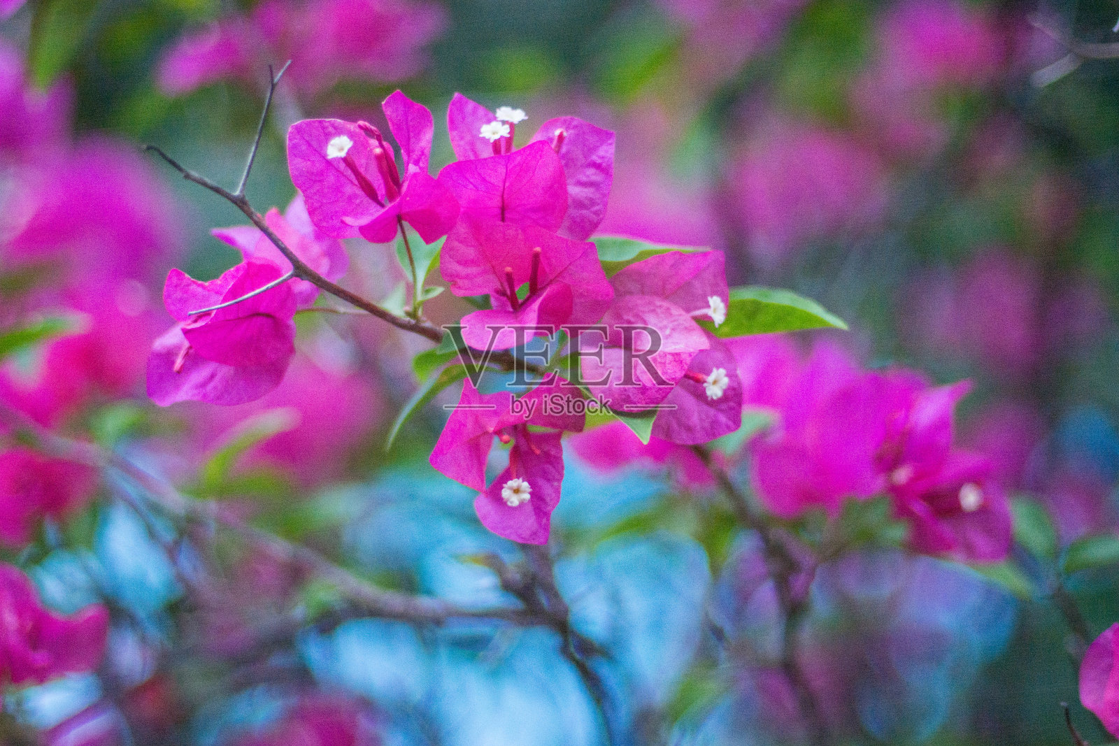 美丽、鲜艳的花朵生长在三亚的热带地区。我是在街上长大的。中国照片摄影图片