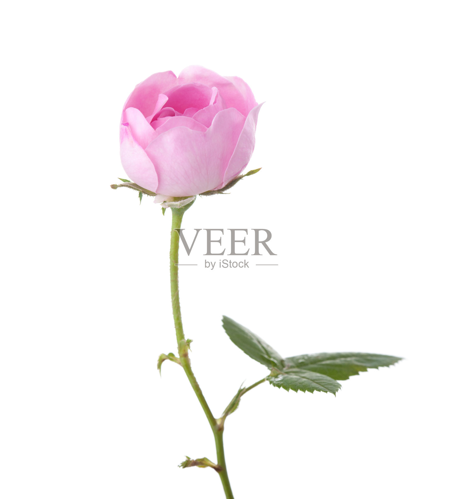 分开在白色上的浅粉红色玫瑰。茶玫瑰照片摄影图片