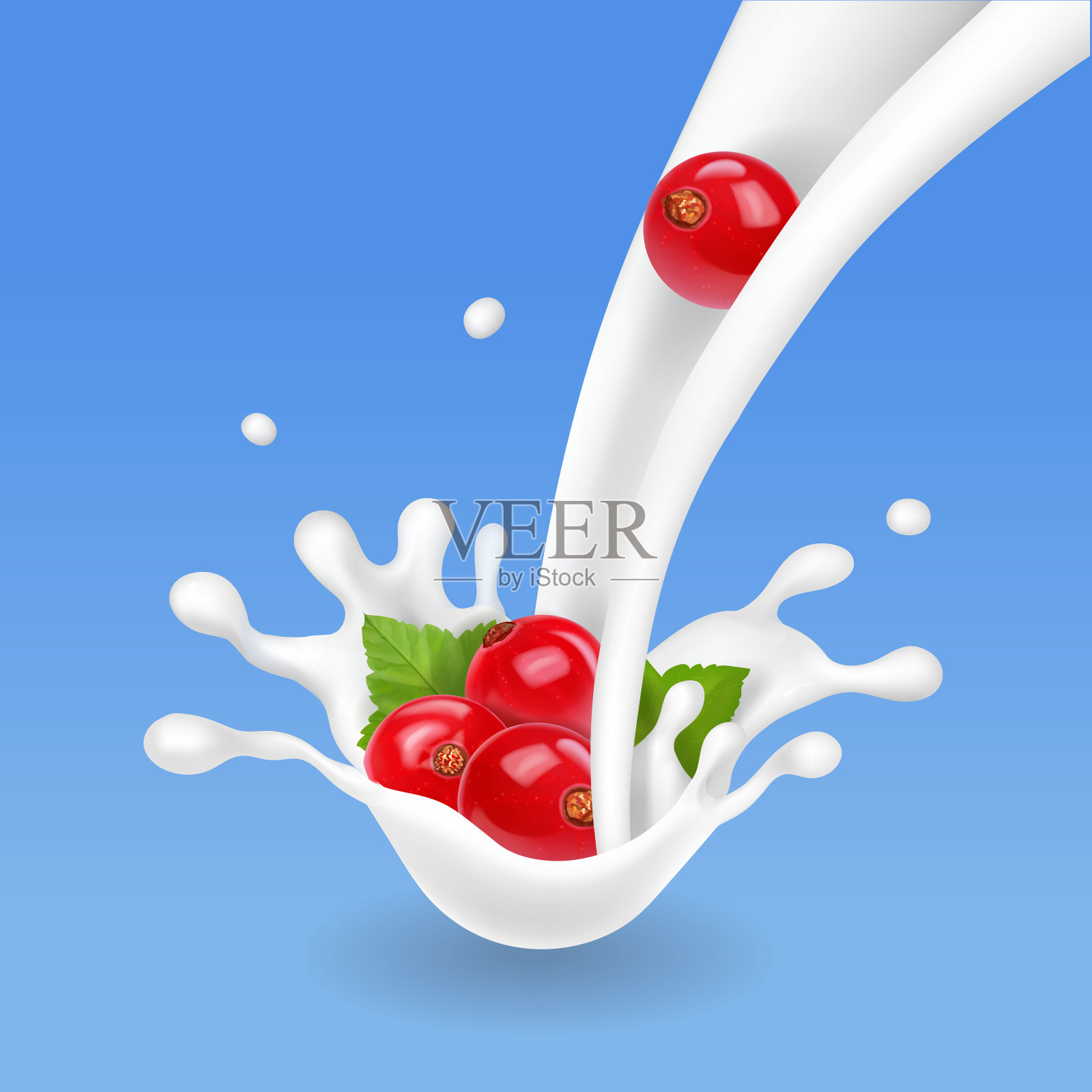 红醋栗在牛奶流蓝色背景。掉落的现实红醋栗浆果插画图片素材