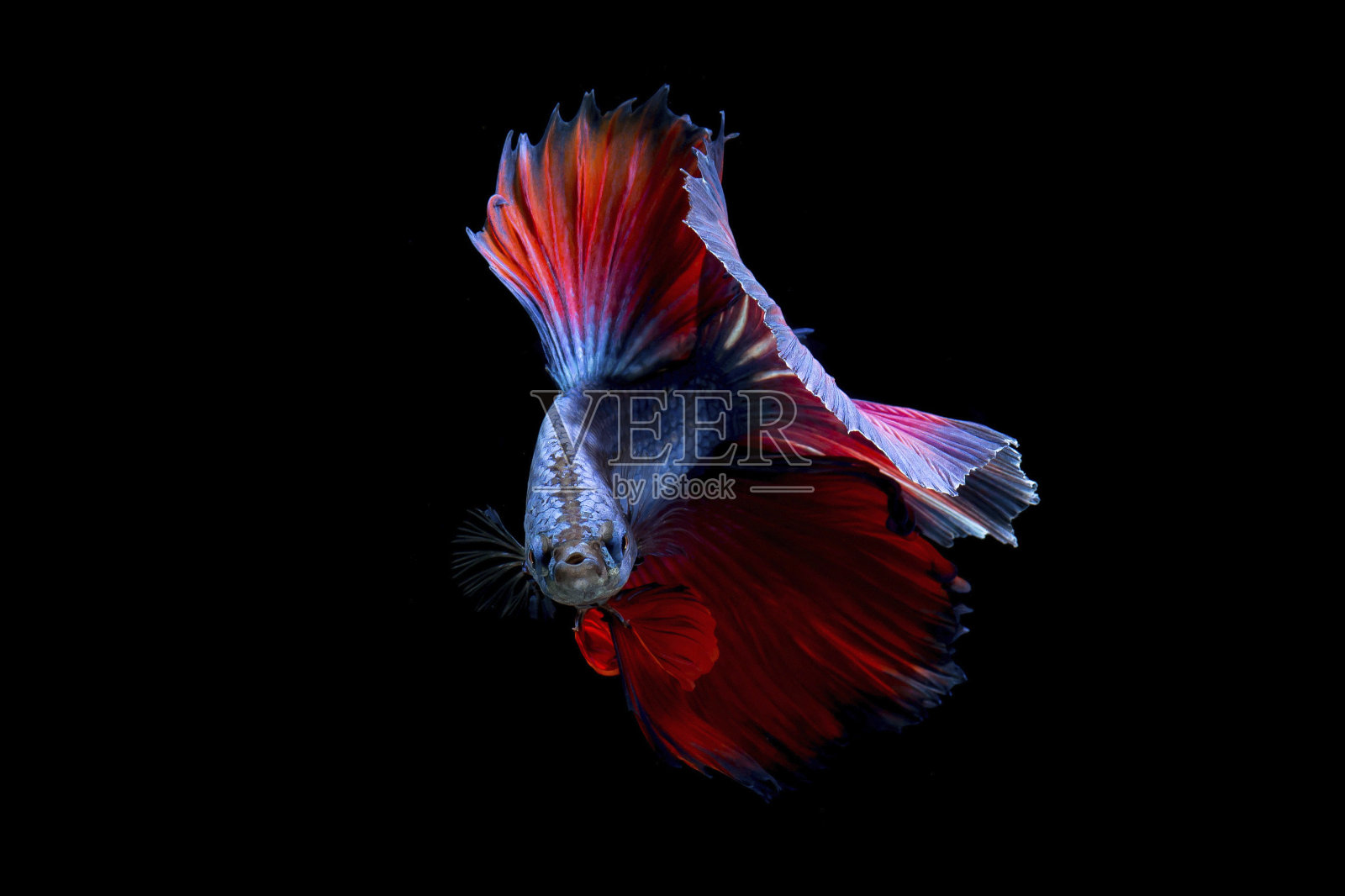 奇特的斗鱼，紫罗兰暹罗战斗鱼在黑色背景孤立照片摄影图片