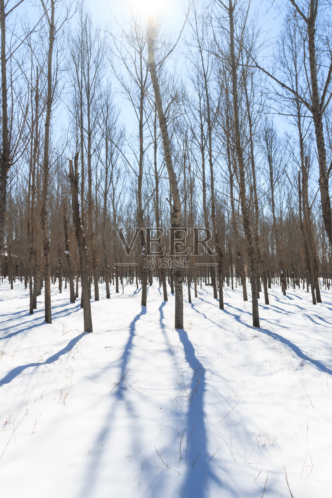 森林在冬天照片摄影图片