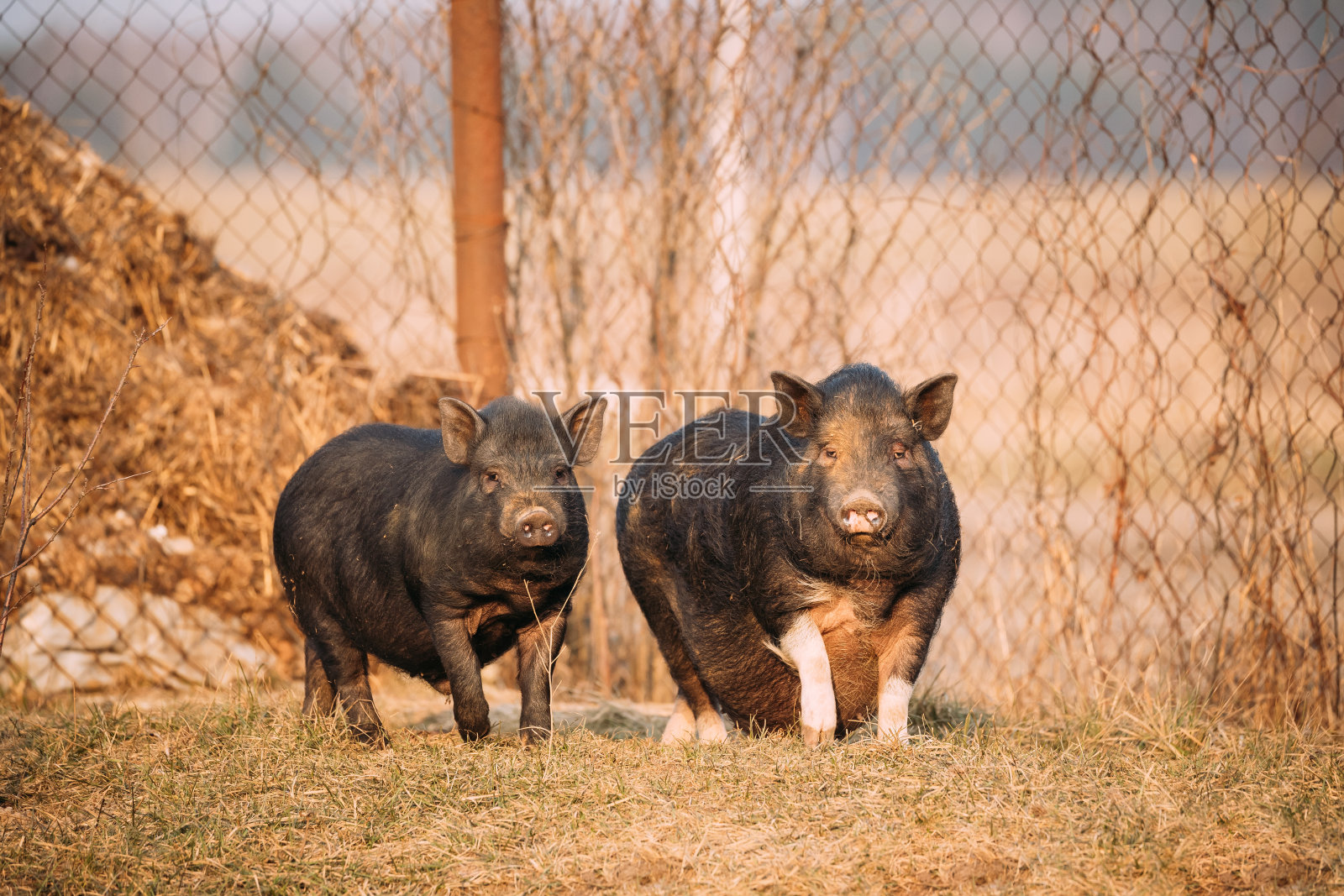 两只猪在农场院子里摆姿势。养猪业就是饲养家养的猪。它是畜牧业的一个分支照片摄影图片