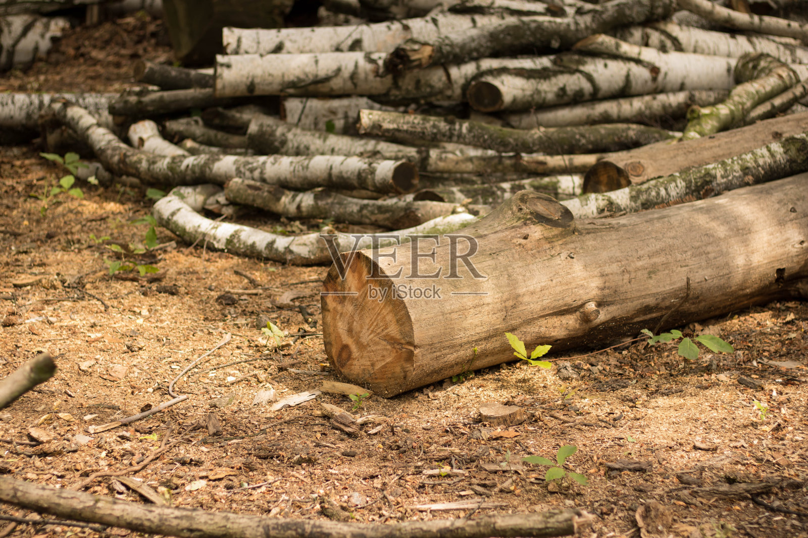折断和砍断树枝和树干照片摄影图片