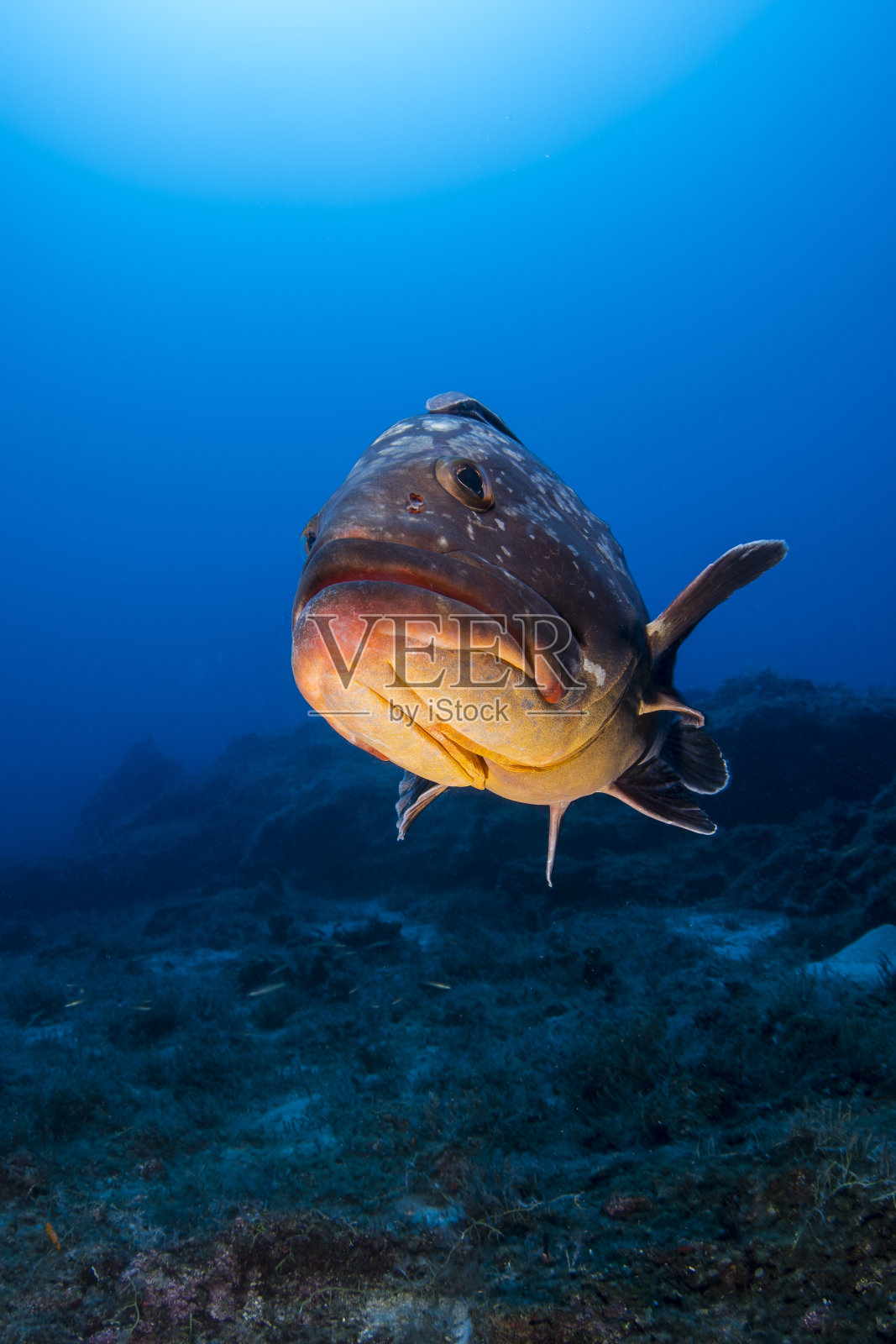 地中海石斑鱼照片摄影图片