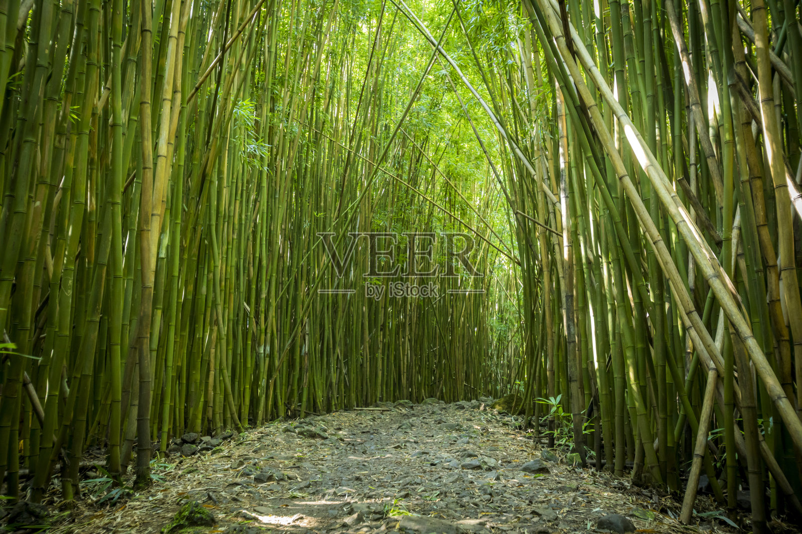 毛伊岛的竹林。照片摄影图片