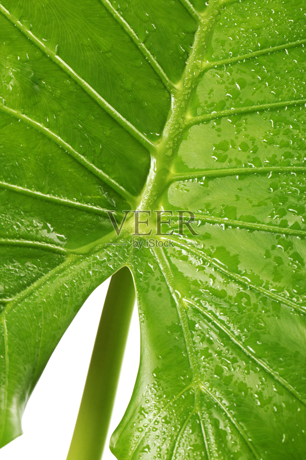 纹理背景与新鲜的水滴和绿色的叶子。特写充满活力，纹理处理照片摄影图片