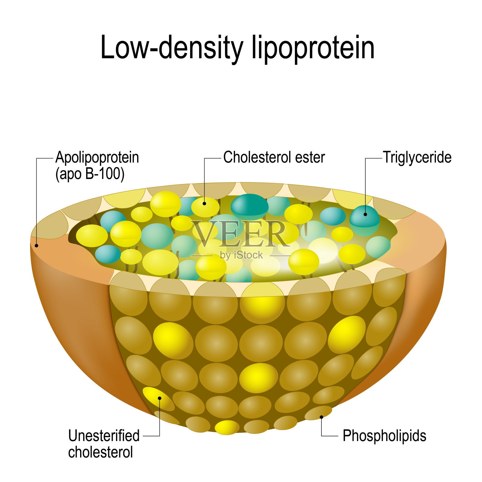 低密度脂蛋白的结构。坏胆固醇插画图片素材