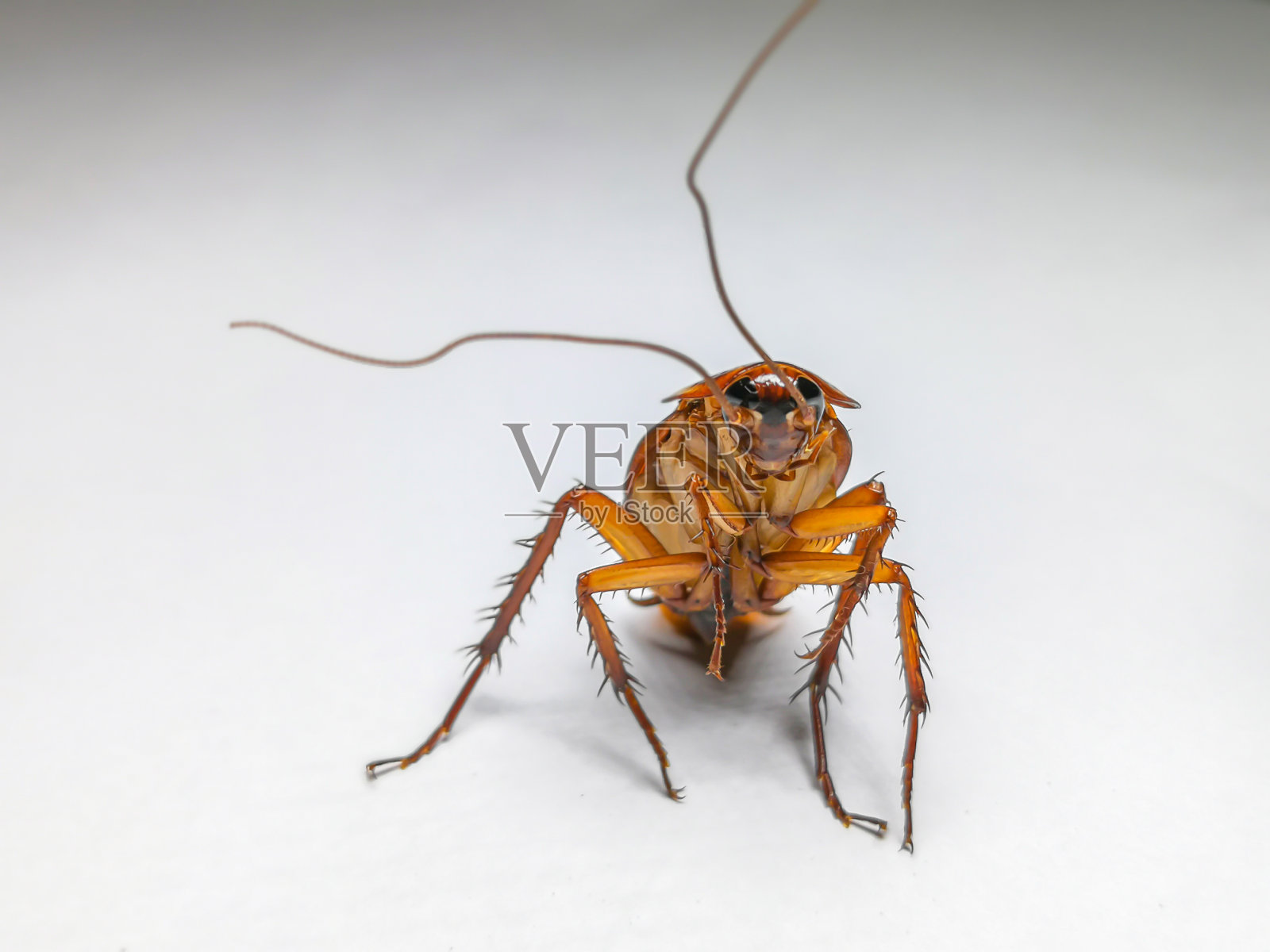 蟑螂，美洲蟑螂，昆虫，白色背景，棕色照片摄影图片