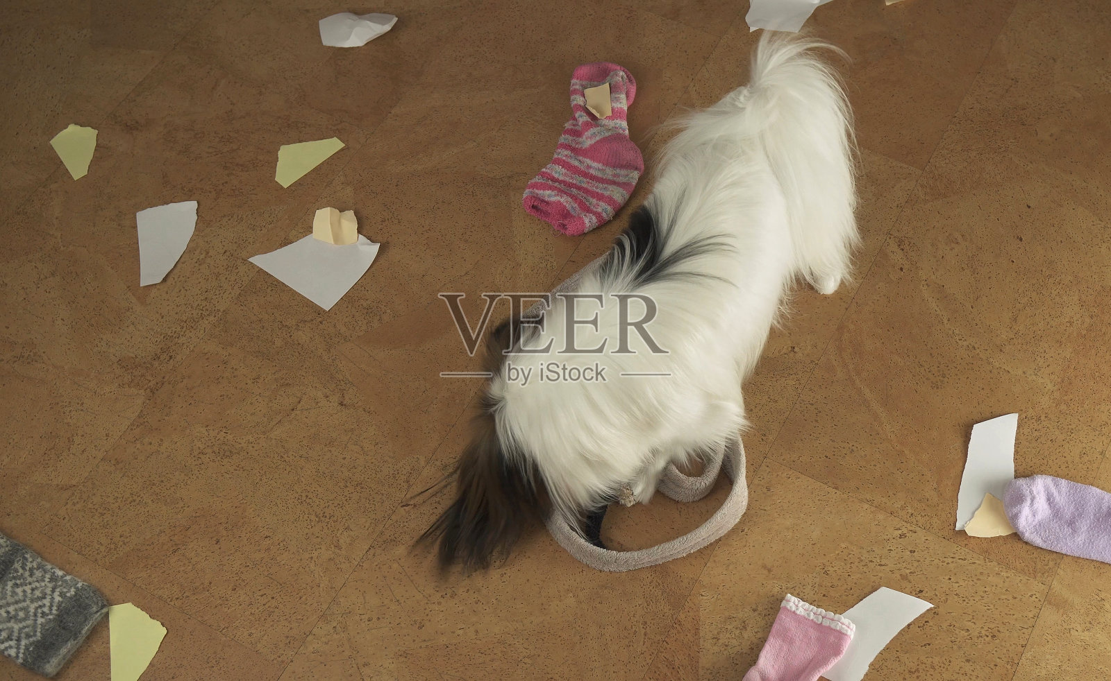 蝶耳犬在屋子里布置了一场大屠杀，乱丢东西，撕毁纸张照片摄影图片