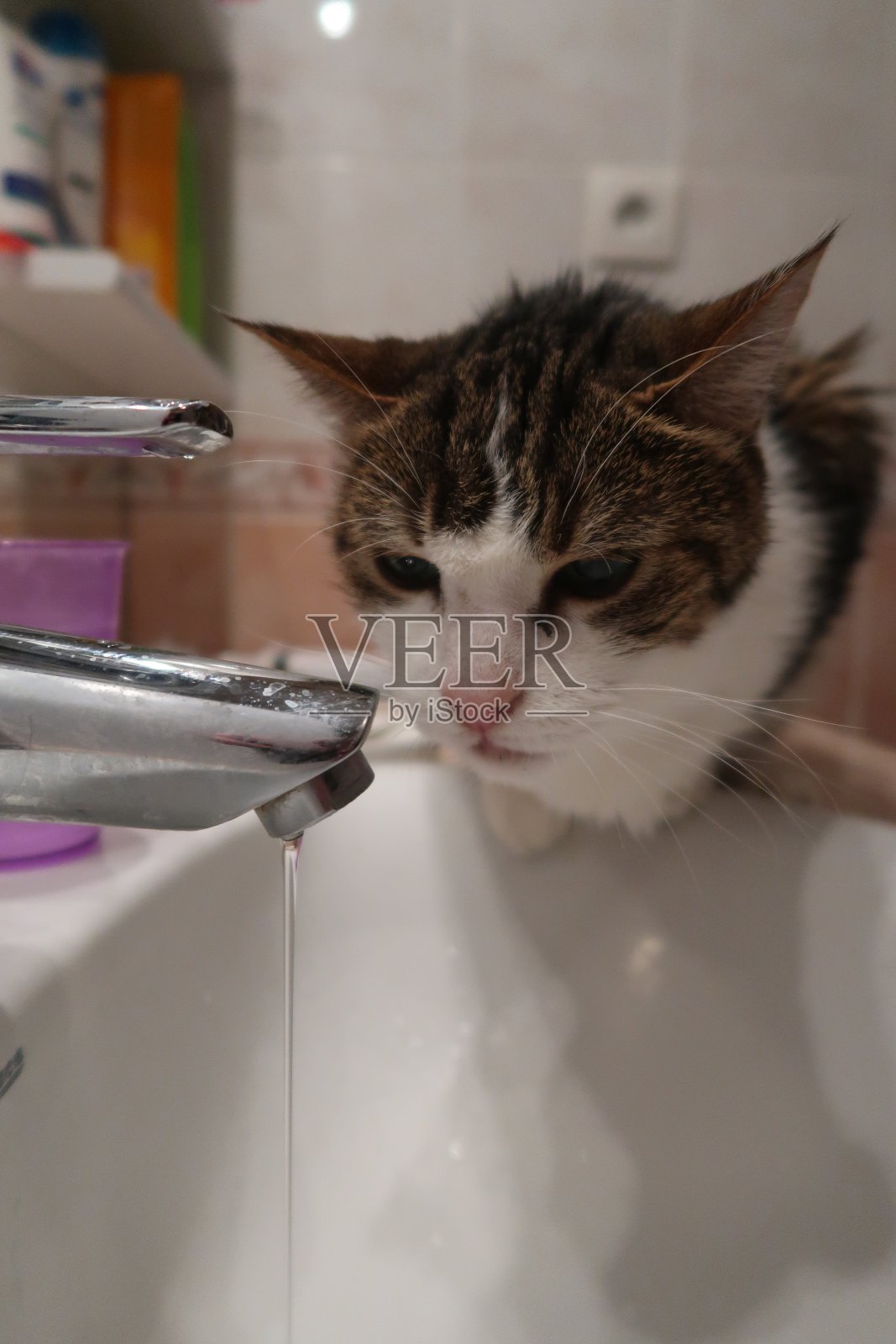 猫直接从水龙头里喝水照片摄影图片