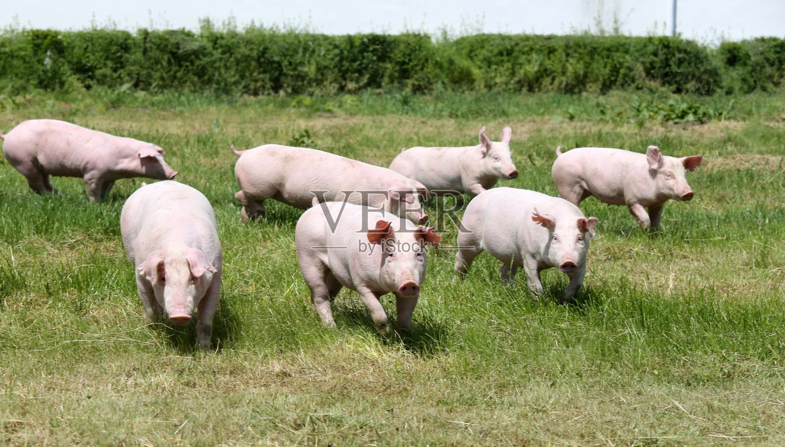 健康的幼猪生活在畜牧场田园自然环境中照片摄影图片