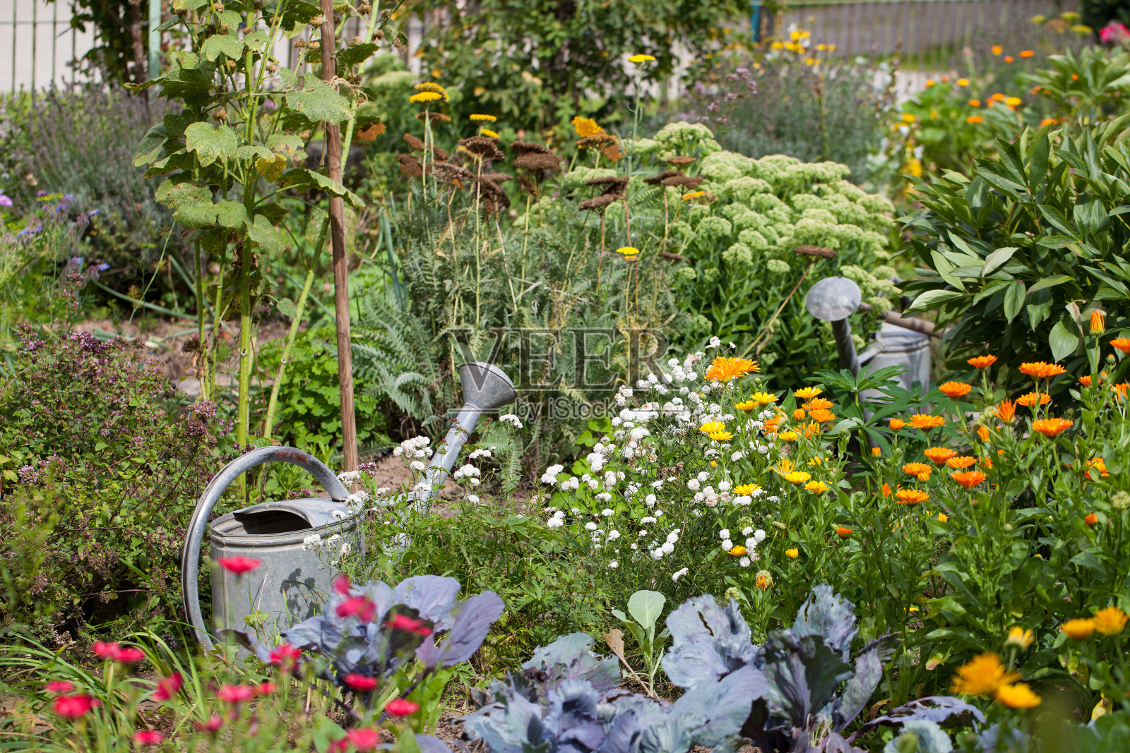 古老的农舍花园，混合鲜花和蔬菜床和两个金属喷壶照片摄影图片