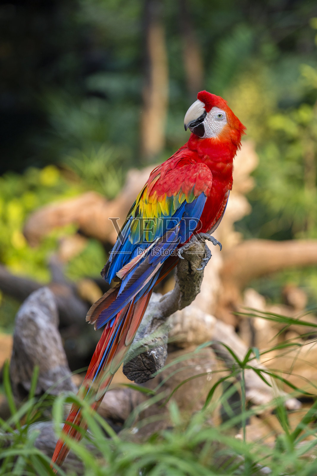 泰国曼谷的红金刚鹦鹉照片摄影图片