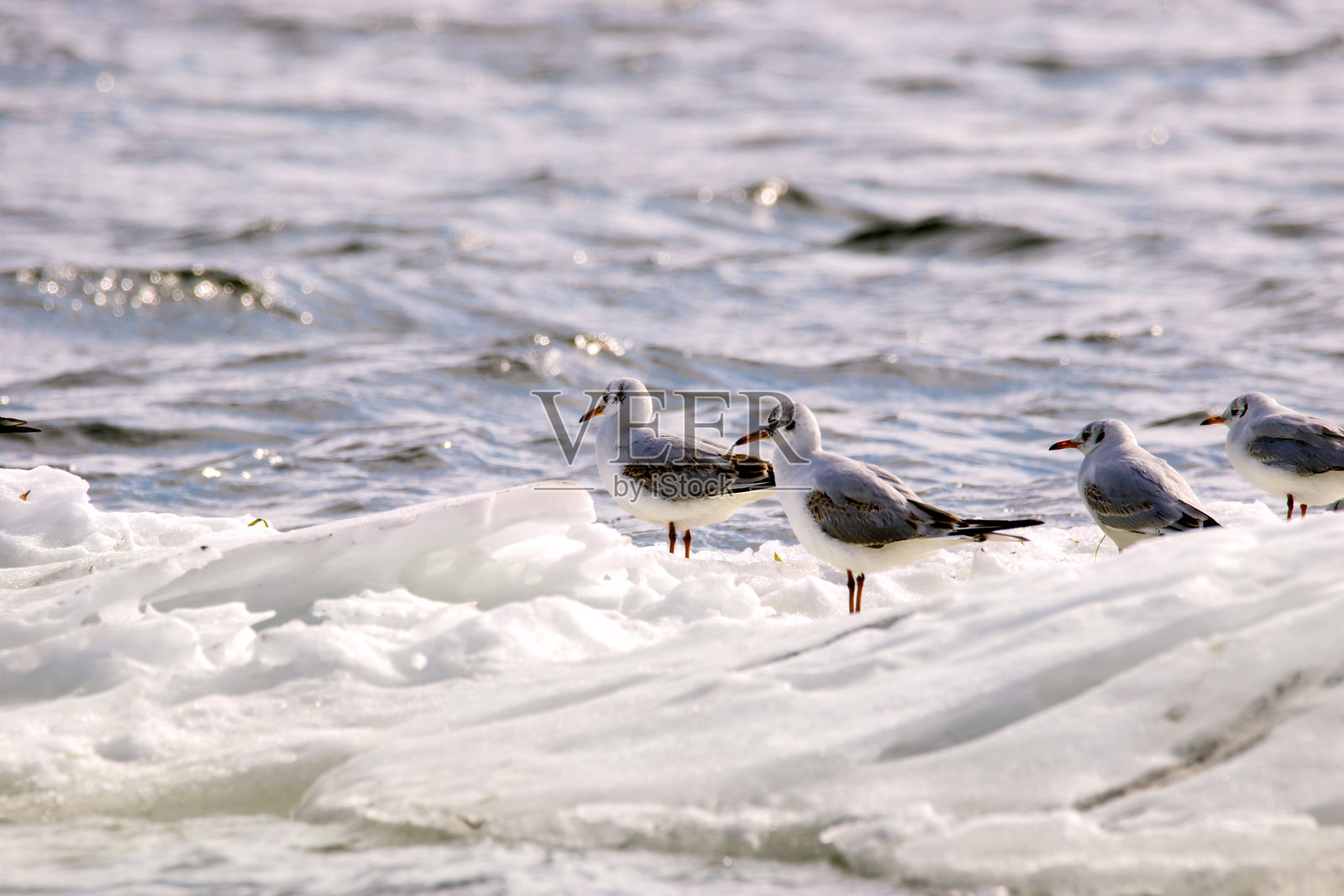沿河漂浮在浮冰上的长羽毛的海鸥照片摄影图片