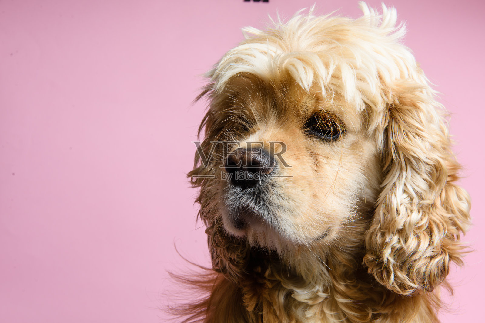 特写可卡犬在粉红色的背景照片摄影图片
