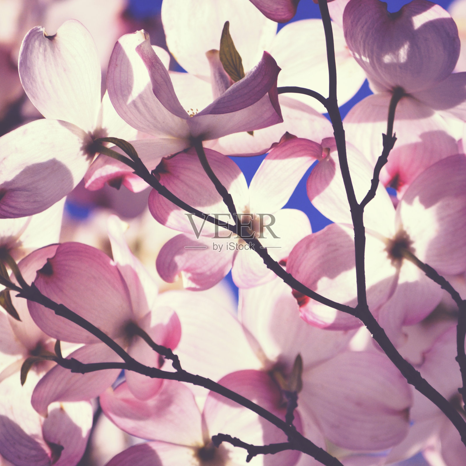 粉红色的山茱萸花在阳光的照射下照片摄影图片
